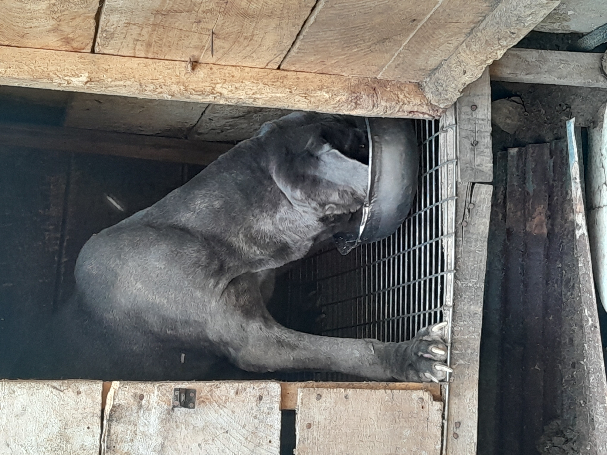 A gray Cane Corso dog is confined within a small, roughly constructed wooden enclosure with a metal-grate front. The dog's head is thrust forward through the grate. The scene is characterized by the close quarters and the rough construction materials. There is no evidence of human presence or activity in the immediate vicinity. The location of Jos, Nigeria, is not apparent from the visual information within the photograph.