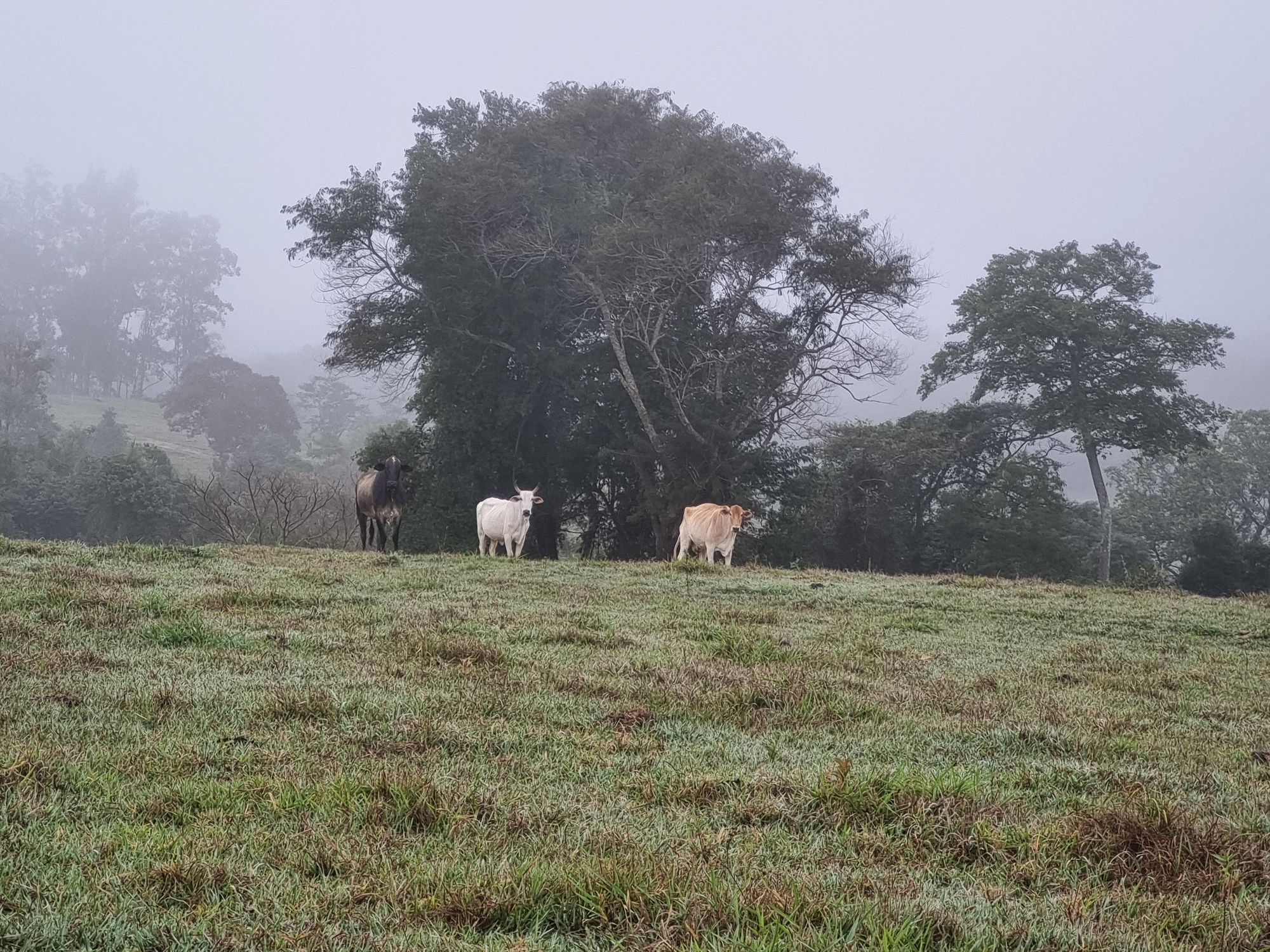 In a misty, rural landscape, three cows stand on a dew-covered grassy hill. A dark-colored cow is on the left, a white cow is in the center, and a light brown cow is on the right. Behind them, a dense line of trees rises against a hazy sky. The scene evokes a quiet, early morning atmosphere typical of the countryside in Laranjal Paulista, Brazil.