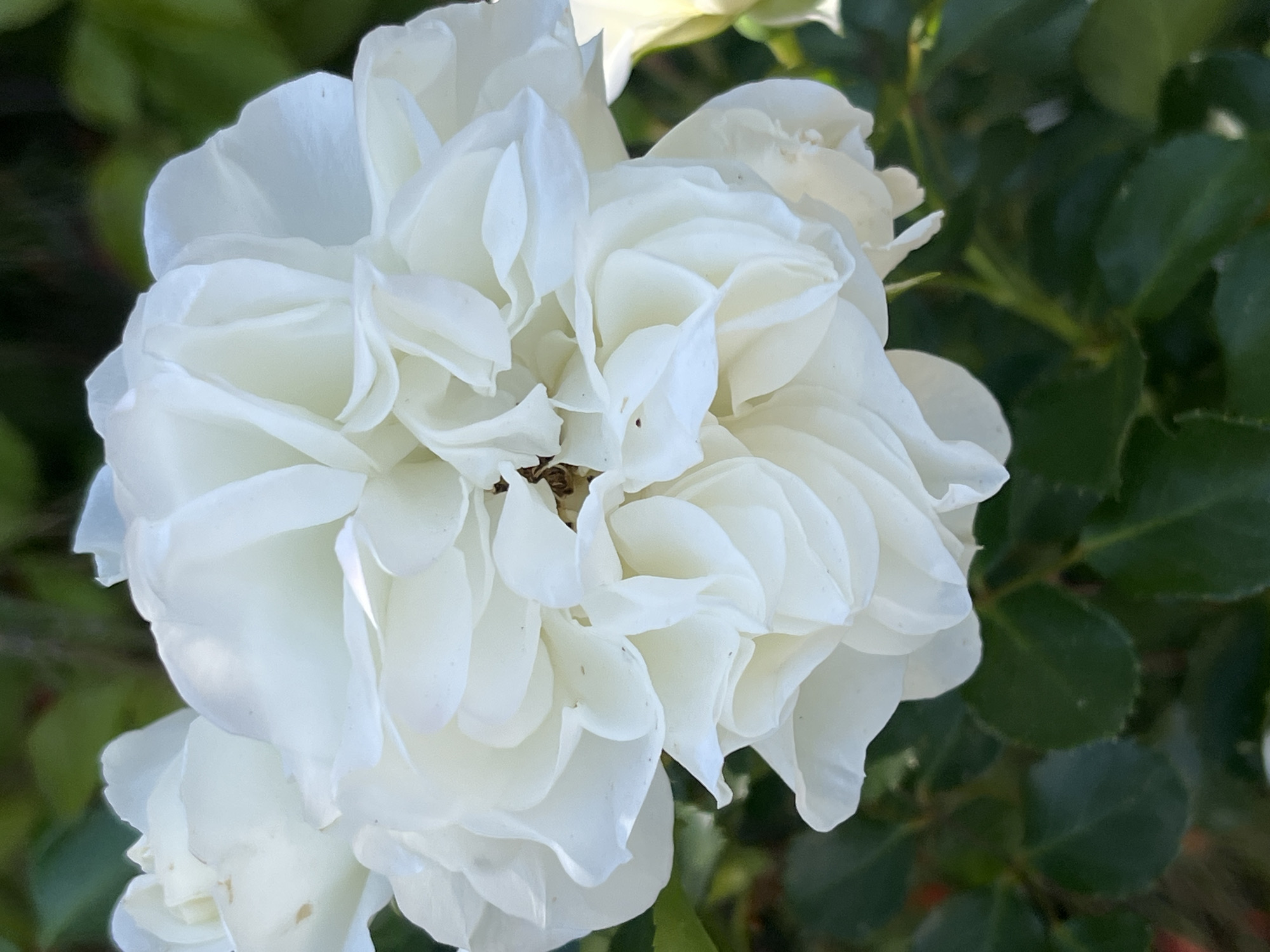 A close-up shot of a white rose in bloom against a backdrop of green foliage. The rose is tightly packed with numerous petals. The location details are not discernable from the image provided.