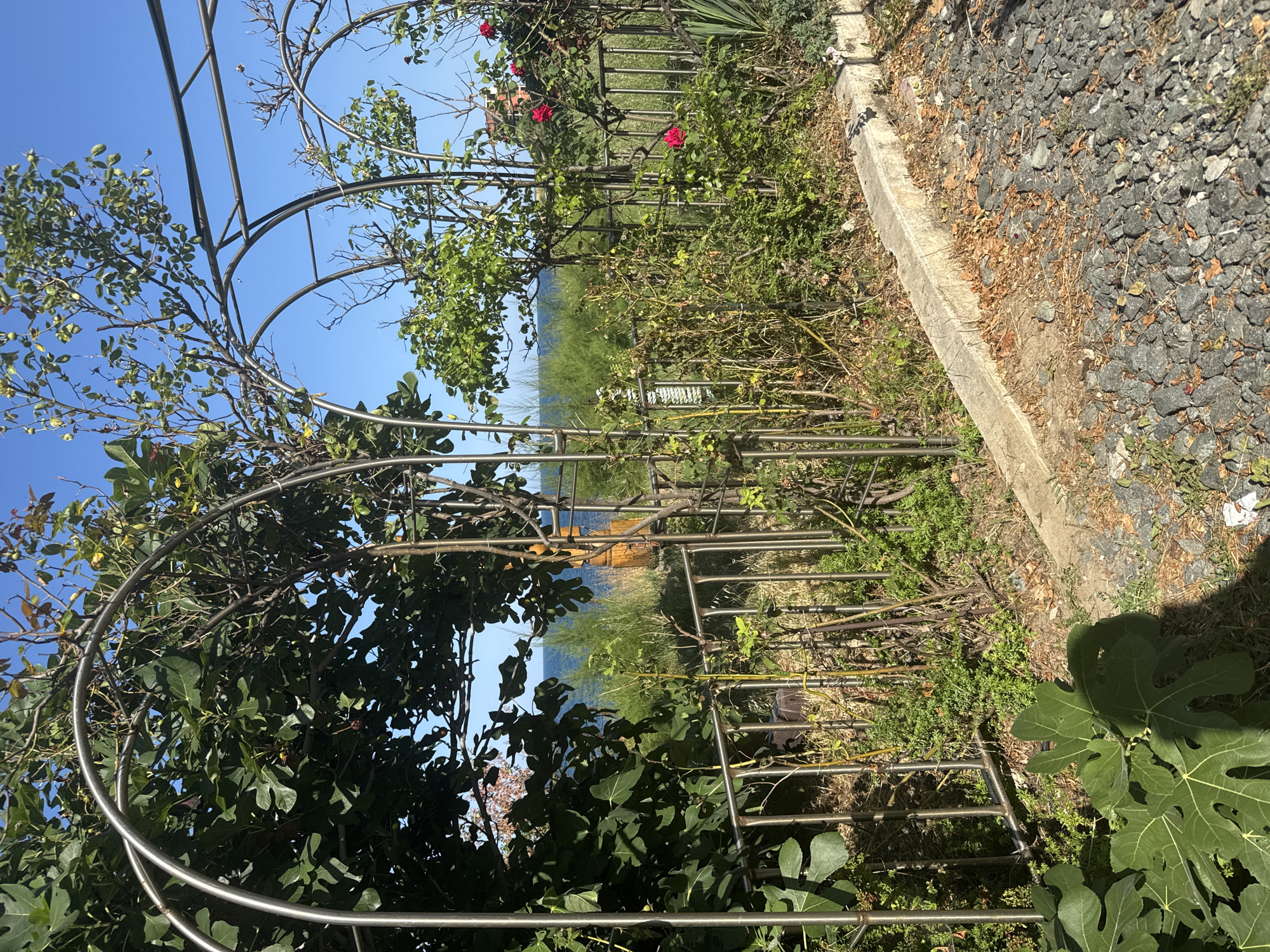 A view of a garden with a metal archway frames a distant sea view. The foreground features lush green fig leaves on the left and a gravel pathway with scattered dry leaves on the right. A concrete border separates the garden bed from the gravel. The garden itself contains various plants, including rose bushes with red blooms, and other green foliage. Beyond the garden, a thin metal fence runs horizontally. In the background, dense green shrubs and trees lead to the sea, which is visible under a clear blue sky. The overall scene appears to be a residential garden or public space in Primorsko, Bulgaria, likely with a coastal setting. There are no people or animals visible in the image.