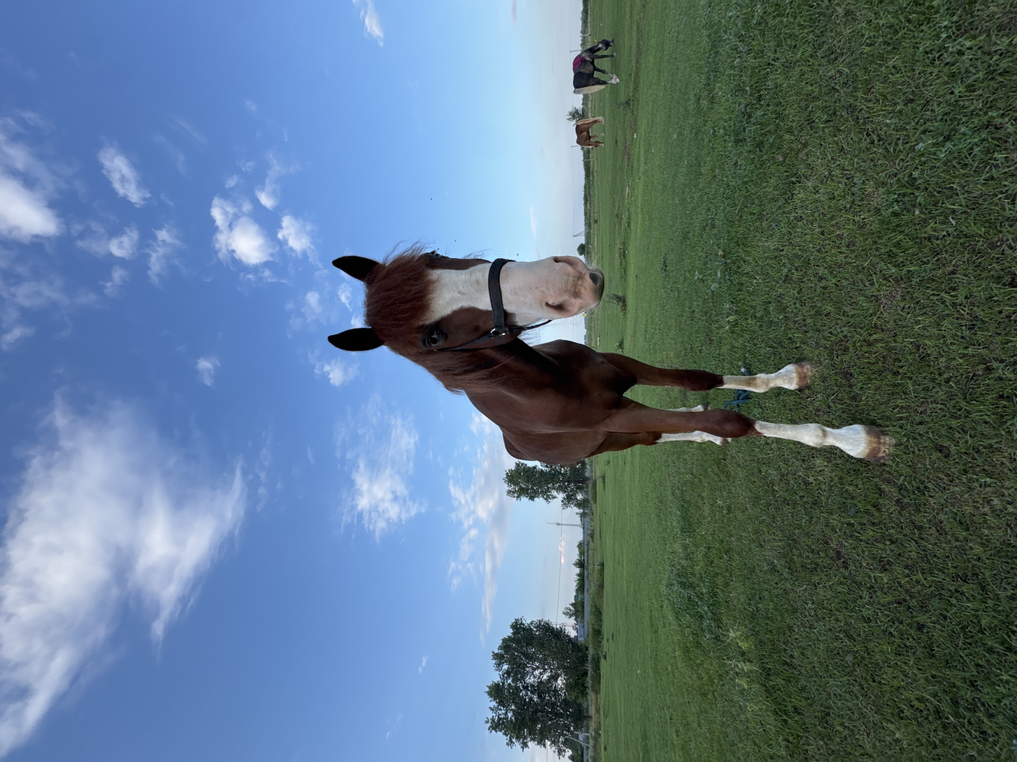 A low-angle, wide shot captures a chestnut and white horse standing in a grassy field under a bright blue sky with scattered white clouds. The horse faces the camera directly, its head and neck filling the foreground. It wears a black halter. In the middle ground, two other horses are visible grazing, one brown and the other a dark gray with a purple blanket. The background features a line of trees and a power line. The scene appears to be an outdoor pasture, possibly on the outskirts of the city of Yagodnoye, Russia, given the rural setting and open sky. The lighting suggests it is either late afternoon or early morning.