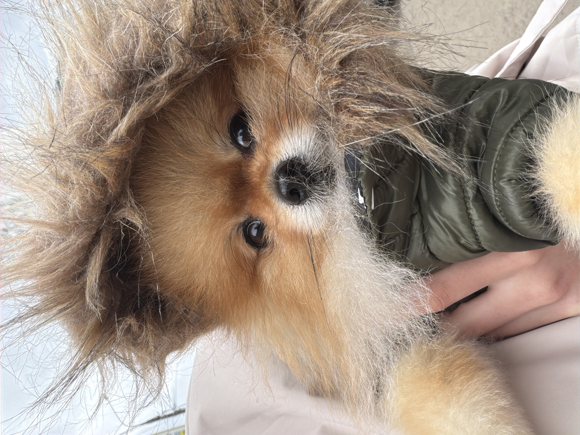 A close-up, slightly tilted, image shows a small, brown and white Pomeranian dog nestled in a furry hood attached to a green jacket. The dog’s face, with its black nose, dark eyes, and fluffy white beard, is the central focus. A person’s hand is visible near the dog's neck and under the jacket. The location is unknown and cannot be determined from this image.