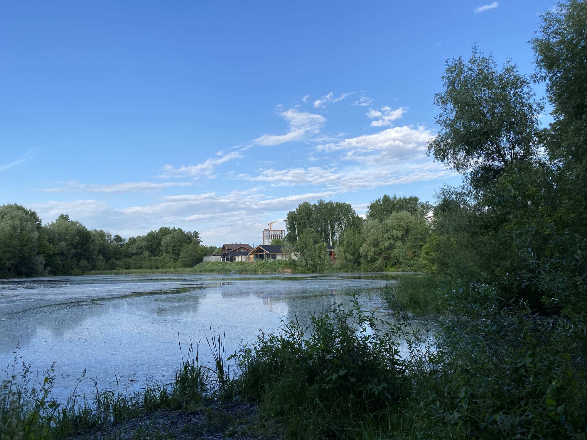 The image depicts a serene natural landscape with a calm body of water in the foreground, likely a lake or pond. The water's surface is covered with a thin layer of algae or natural debris, creating a textured, light blue-green sheen. Reeds and tall grasses line the near bank of the water, giving way to a dense wall of lush green trees that encircle the body of water.
In the middle ground, across the water, a few residential buildings are visible, featuring wooden structures and dark roofs, suggesting a rural or suburban setting. Beyond these houses, a tall, modern building under construction, possibly an apartment complex, is identifiable with a construction crane overhead. The sky above is a vibrant blue, dotted with scattered white clouds, indicating pleasant weather. The overall scene evokes a sense of tranquility and a blend of nature and developing human habitation. This scene is likely located on the outskirts of Chaikovsky, Russia, given the presence of residential areas adjacent to natural water bodies and evidence of ongoing construction. There are no people or animals visible in the image, and no specific actions are being depicted.