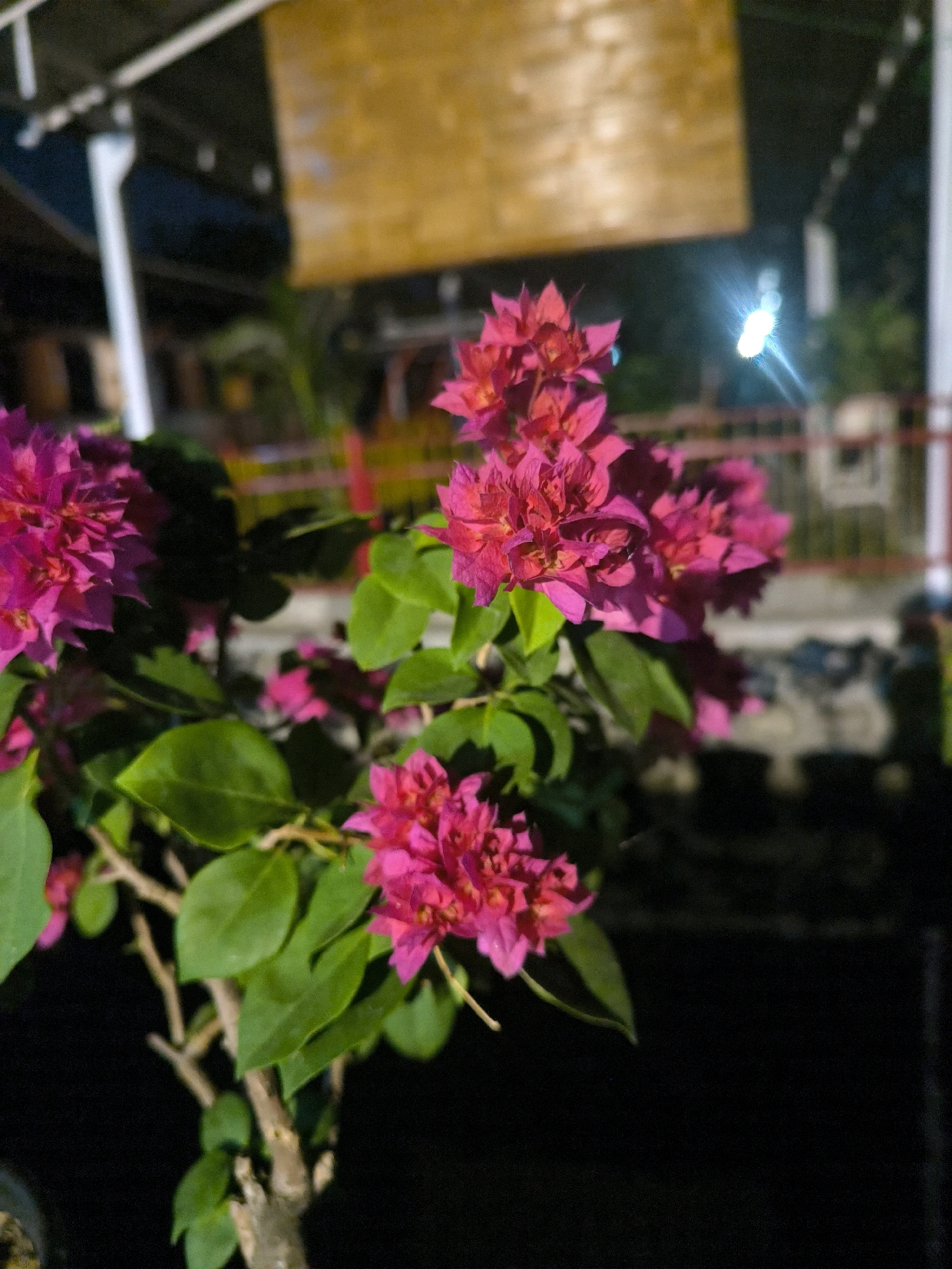 An outdoor, low-light, close-up shot features a vibrant pink bougainvillea plant in the foreground. The bougainvillea has clusters of delicate, ruffled petals and green leaves. The background is dark and blurred, with hints of a structure, possibly a roof or awning, above and some indistinct objects in the distance. A bright white light source is visible in the middle ground, causing lens flare. The scene is captured at night, likely in a garden or patio area.