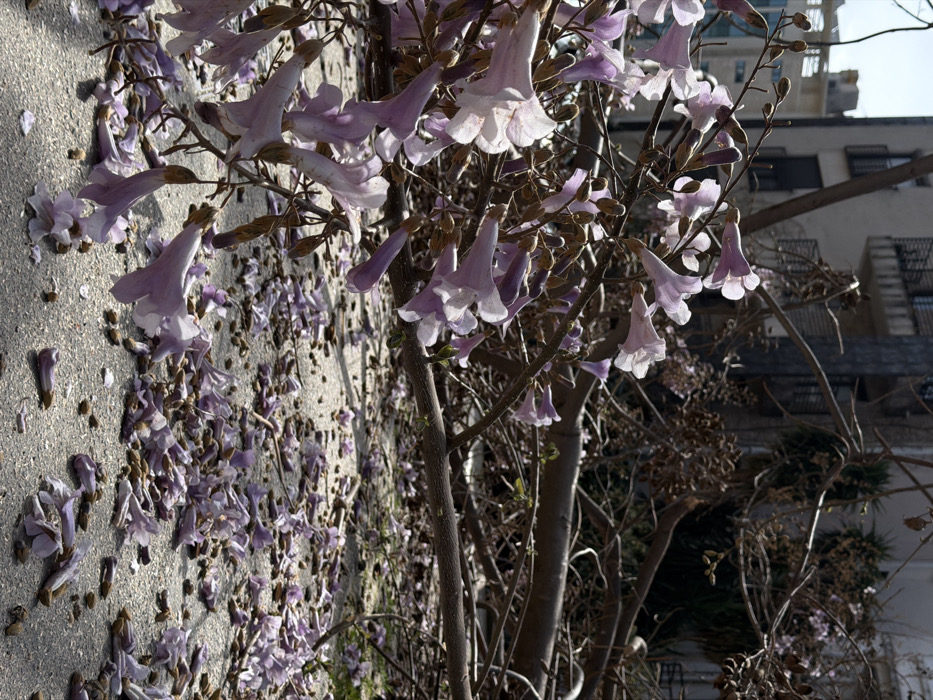 The scene depicts a street or paved area in Budva, Montenegro, under daylight conditions. The foreground is dominated by numerous fallen light purple, trumpet-shaped flowers, individual petals, and seed pods, scattered across a grey, granular paved surface. Some of these flowers remain attached to small, thin brown branches lying on the ground. In the midground, a significant accumulation of bare, dark brown tree branches, ranging in thickness, forms a dense tangle on the ground, extending towards the background. Several larger, thicker branches are visible, suggesting the fall of a mature tree or large portions of one. The background features a multi-story building with light-colored facades, dark windows, and balconies, partially obscured by the fallen branches. The sky above is bright and clear, indicating fair weather, although the debris on the ground suggests a recent event such as strong winds or a tree removal. No people are visible.