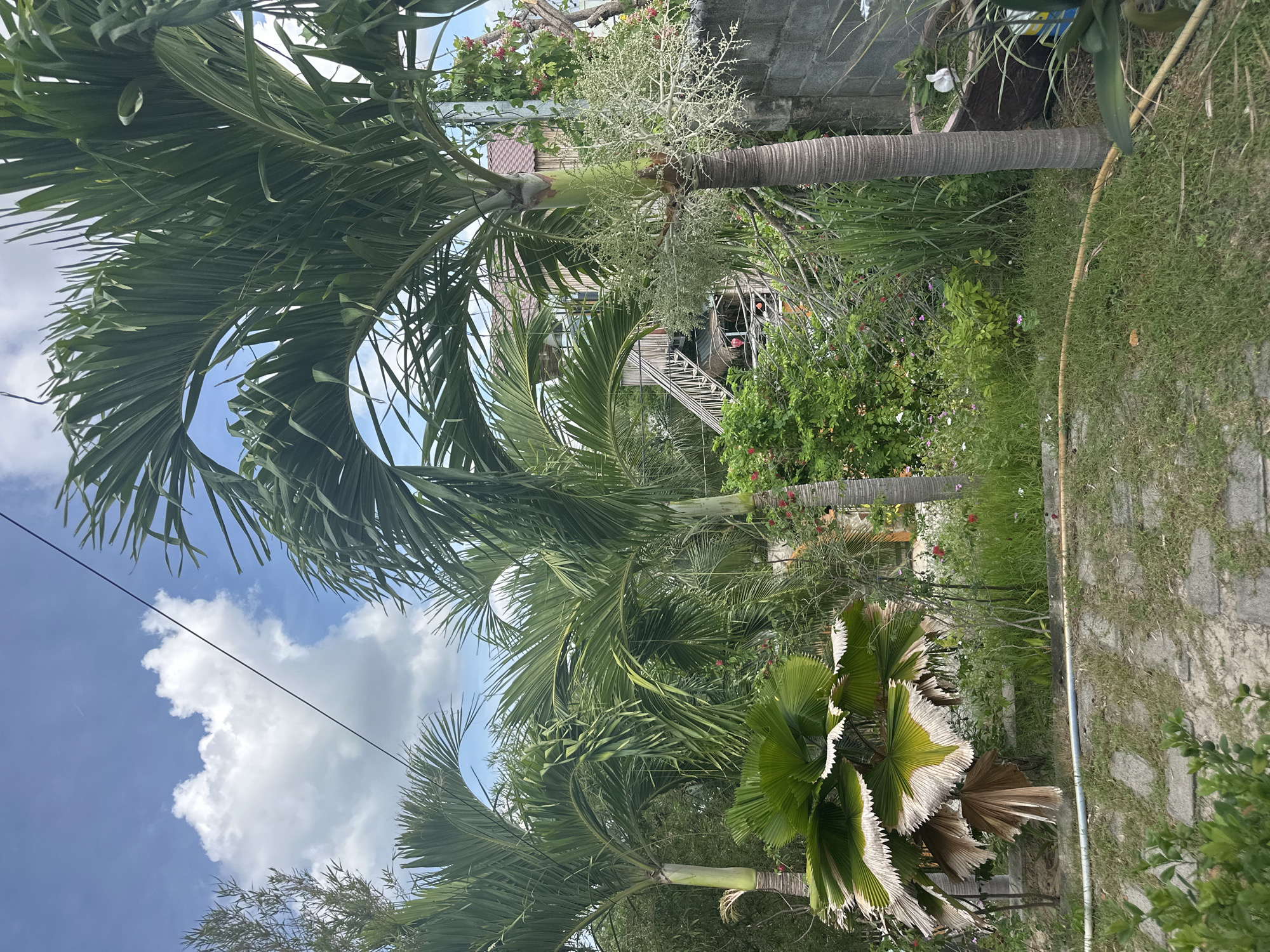 This is a full-shot, eye-level, outdoor, daytime photograph of a lush, tropical garden. The foreground features a stone pathway and a patch of green grass. In the middle ground, several palm trees of varying sizes dominate the scene. One fan-shaped palm in the lower left has browning leaves. Behind the palms, dense green foliage and small red flowers are visible. A large grey concrete block wall runs along the right side of the frame. In the background, a two-story structure with a wooden exterior and a brown roof is partially obscured by trees. A wooden staircase leads up to a balcony. The sky above is blue with scattered white clouds, and a black wire stretches across the frame from left to right. The overall impression is one of a well-maintained, vibrant garden in a warm climate.