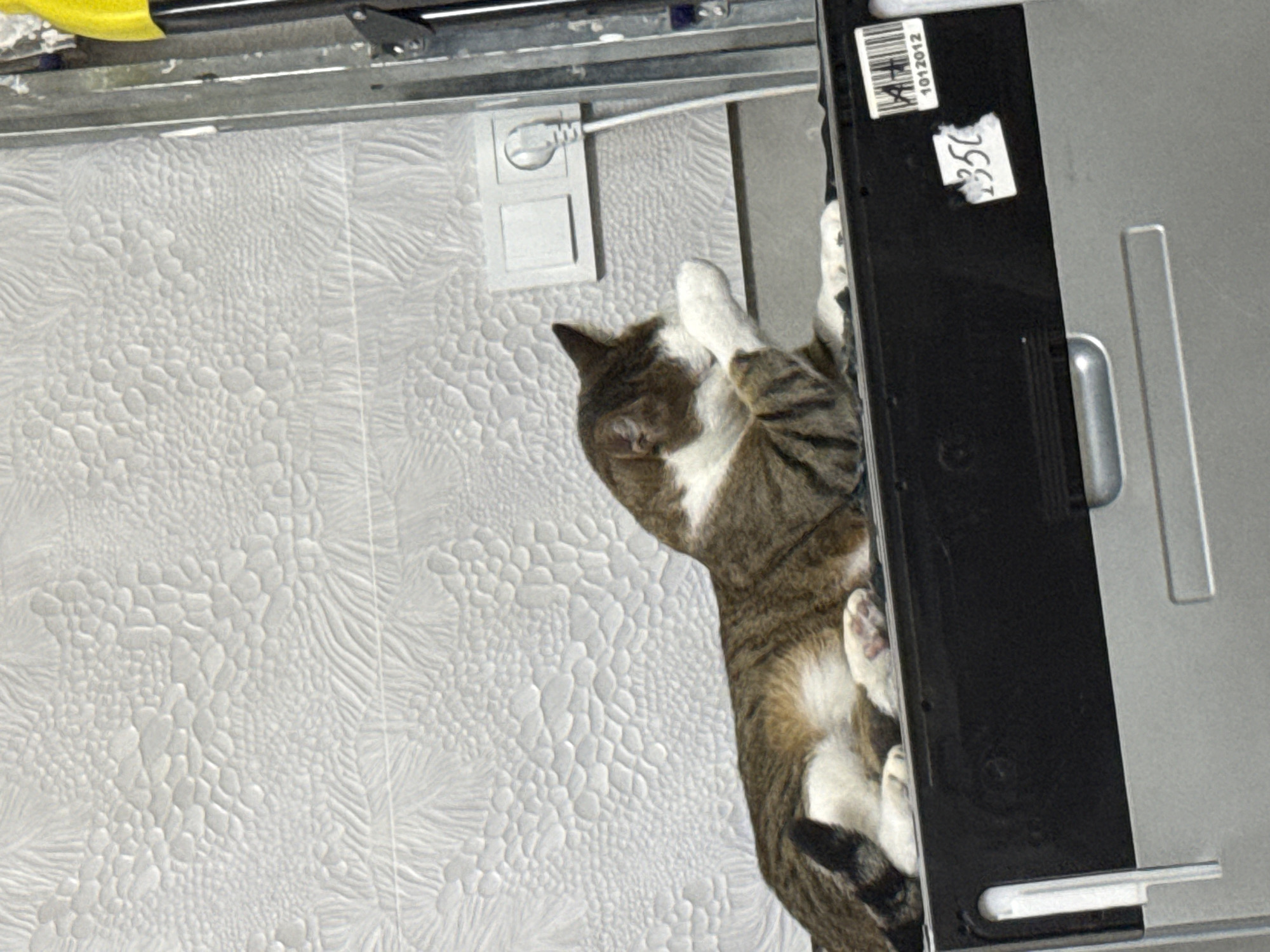 A tabby and white cat is lying on a black surface. The cat is mostly in profile, facing left, with its head turned and its front paw raised to its face as if grooming or resting. The cat has brown and black stripes on its back and tail, and white fur on its chest, paws, and face. Behind the cat is a white wall with a textured pattern. To the right of the cat, on the wall, is a light switch with a plug and cord. The black surface the cat is lying on appears to be the top of an appliance, possibly a dishwasher or washing machine, as indicated by the metal trim and labels on the front. There are two labels visible on the black surface: one with the number "350" and another with a barcode and the number "1012012". The scene is indoors. The image does not contain enough information to determine a specific location in Tbilisi, Georgia.