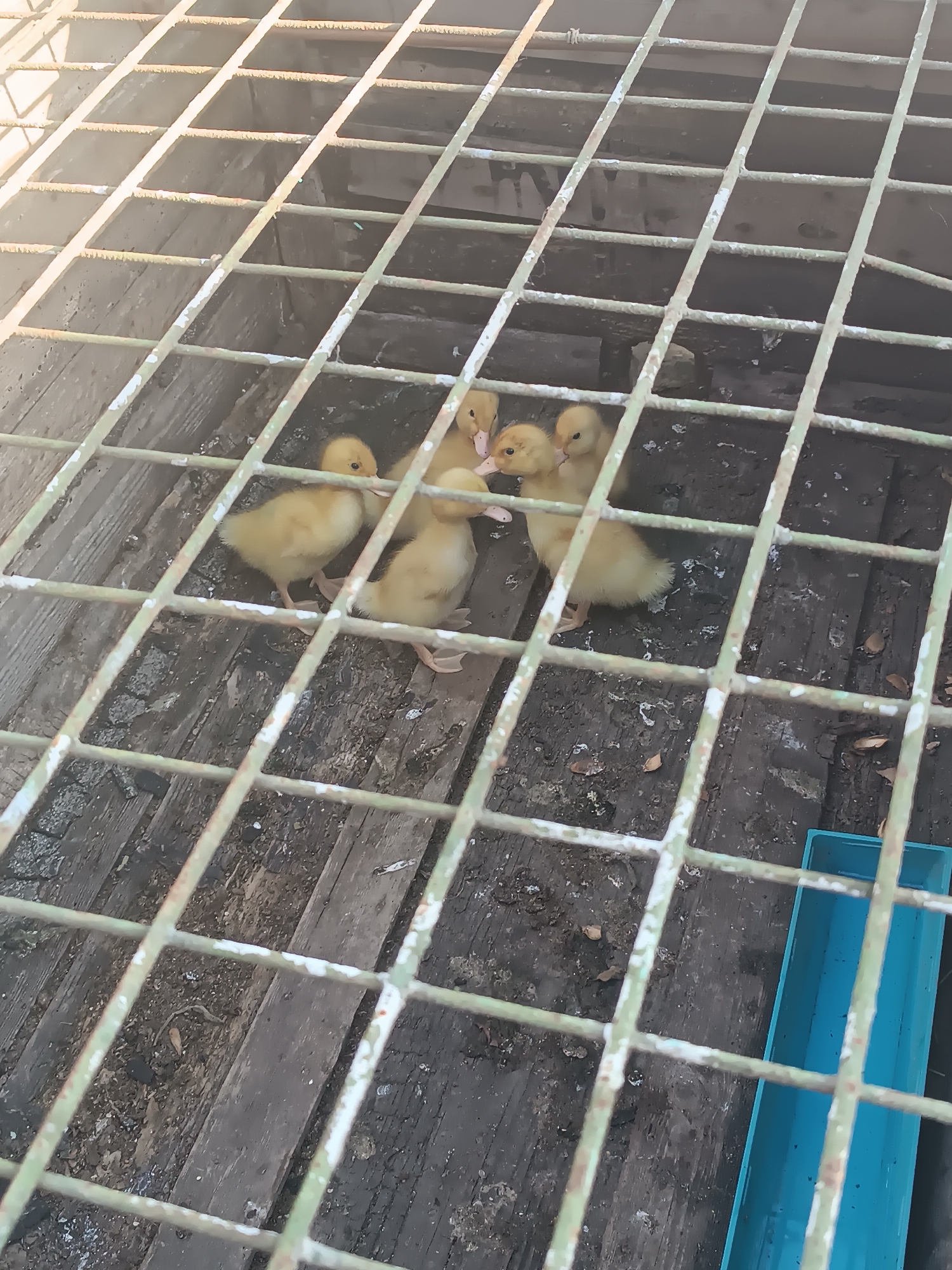 Six yellow ducklings are clustered together on a wooden floor within a metal grate enclosure. The ducklings are fluffy and appear to be young. The wooden floorboards are weathered and dark, with some debris scattered on them. A bright blue trough-like object is visible in the lower right corner of the image, outside the grate. The scene is lit by natural light, casting shadows through the grate. The location is Vypasne, Ukraine.