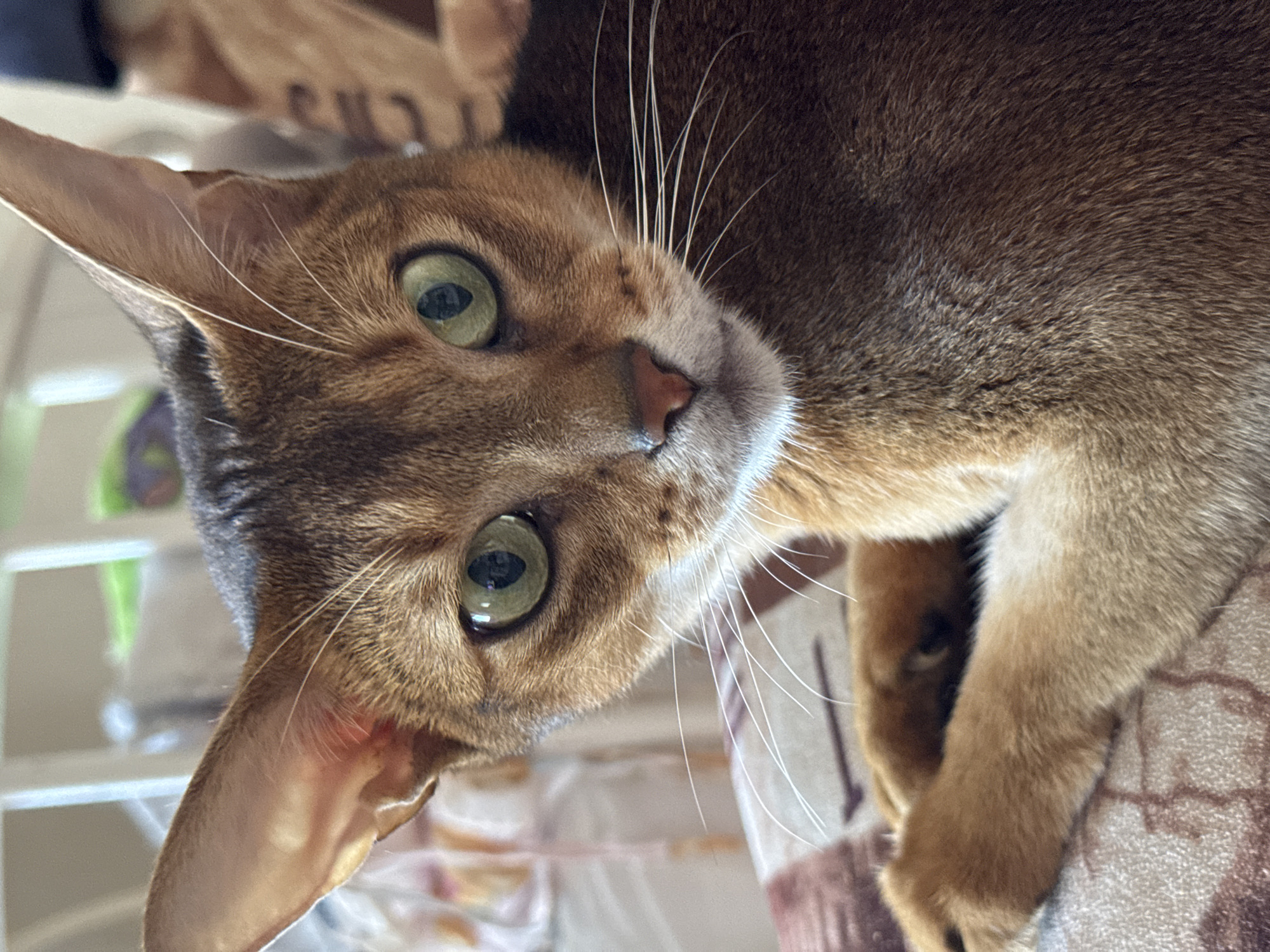 This is a close-up, eye-level shot of an Abyssinian cat with green eyes and reddish-brown fur. The cat is lying down on a patterned surface, possibly a blanket or sofa. Its front paws are visible, with one resting slightly over the other. The background is blurred, showing what appears to be a room with light-colored furniture and some greenery. There is no information in the image to suggest it is located in Chaikovsky, Russia.