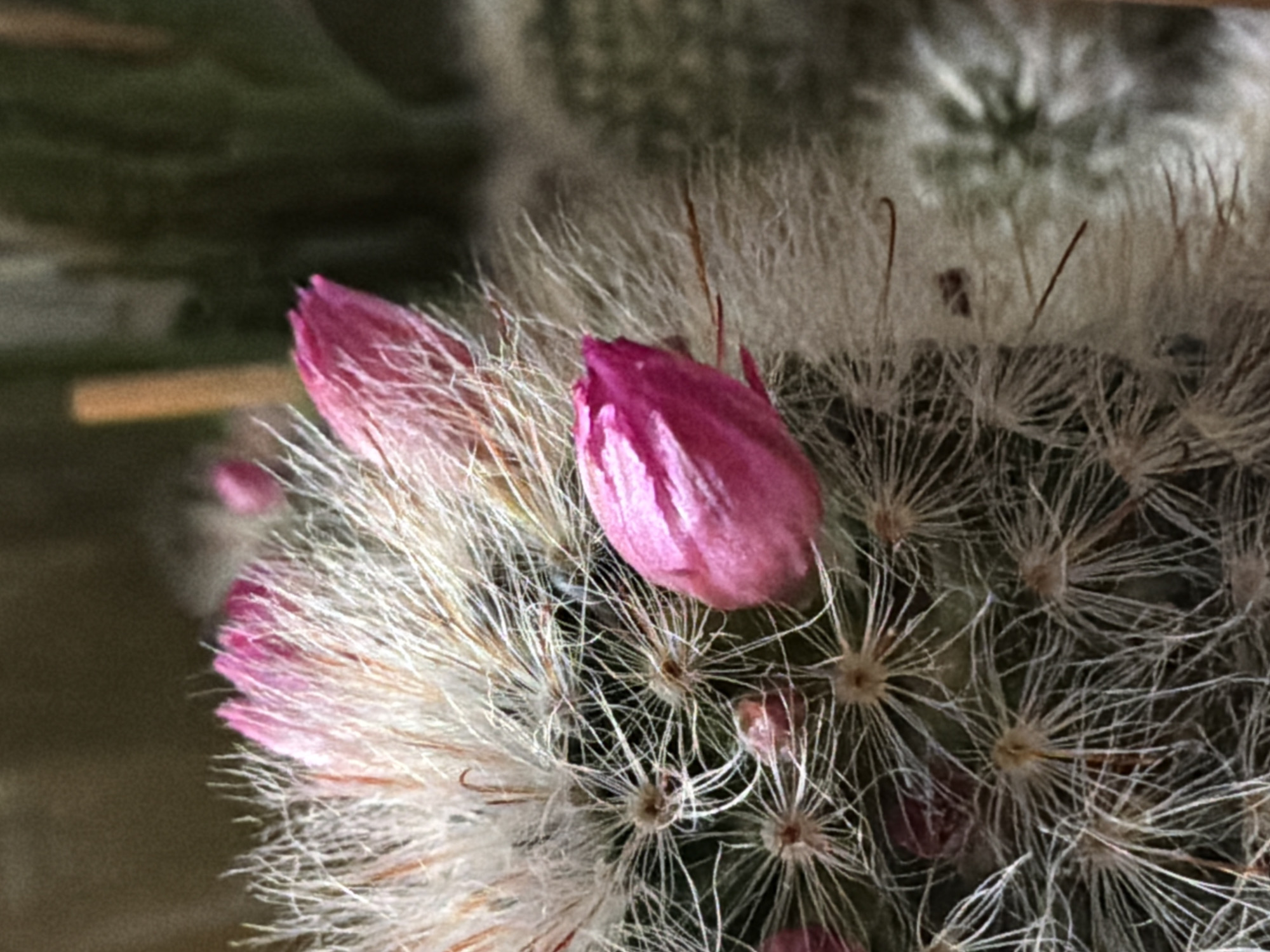 A close-up, slightly blurry photograph shows a cluster of pink cactus flowers. The flowers are elongated and pointed, with delicate petals. They are covered in fine, white, hair-like spines and some reddish-brown hairs. The background is out of focus, appearing as a mix of dark green and brown.
