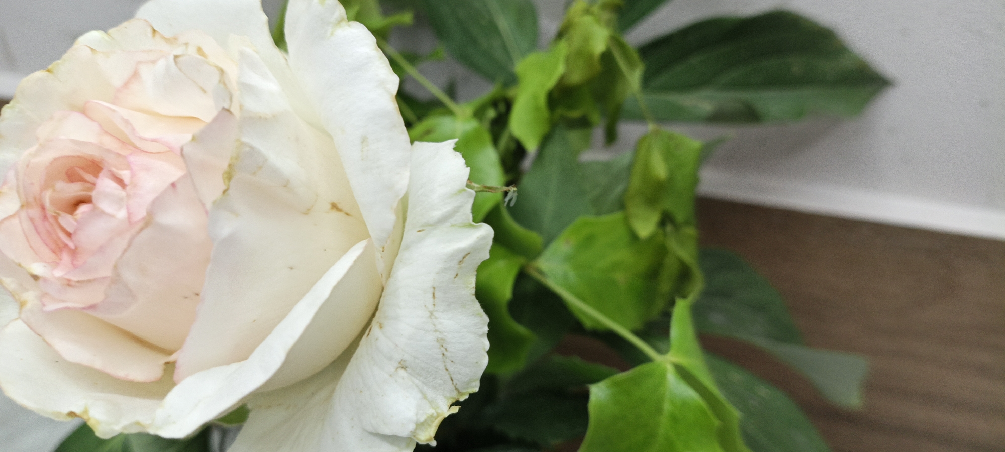 A close-up, slightly angled shot shows a pale pink and white rose in bloom. The rose is positioned on the left side of the frame, with its petals unfurling to reveal layers of delicate color. The edges of the outer petals are slightly browned and appear dry. To the right of the rose, several green leaves are visible, some appearing wilted and curled. The background consists of a neutral-toned wall and a wooden surface, suggesting an indoor setting. The lighting is soft and diffused. There are no people or animals present in the image. The image was taken in Unknown, Unknown.