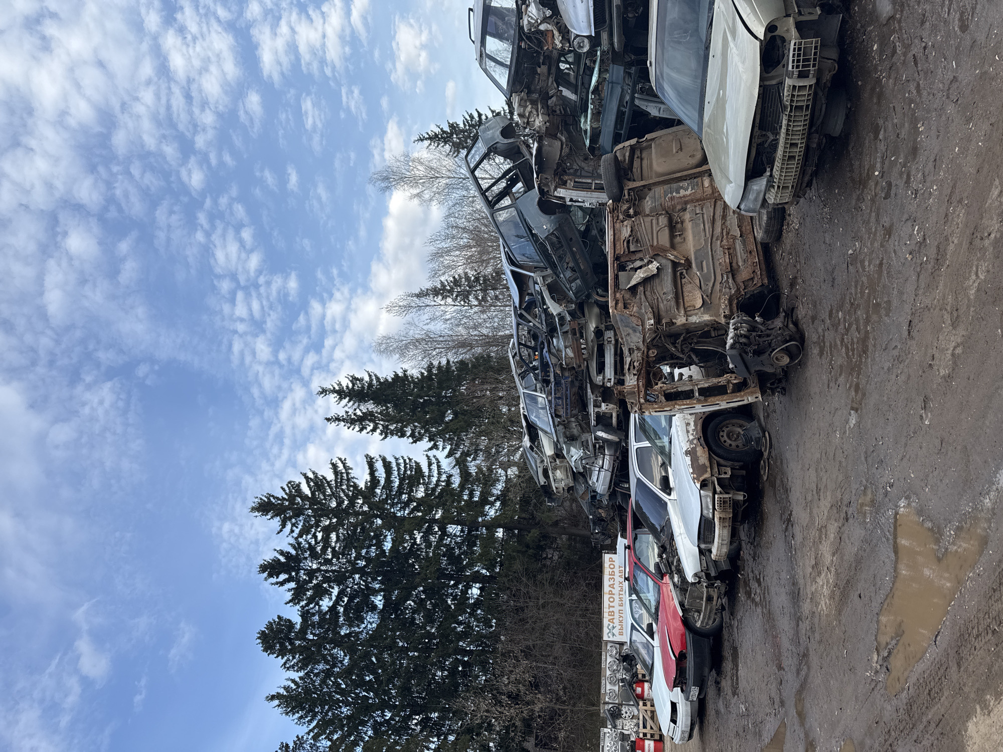 This image depicts an outdoor car scrapyard or auto salvage yard, likely located in Chaikovsky, Russia, under a bright, partly cloudy sky. The scene is filled with a large collection of dismantled and wrecked vehicles, primarily car bodies and frames, which are heavily corroded and stacked high. Some car parts, such as engines and wheels, are also visible among the debris.
In the foreground, several car shells, including white and red vehicles, appear somewhat less dismantled and are lined up on the muddy ground. The ground itself is unpaved, wet, and covered in mud and puddles, suggesting recent rain or damp conditions.
A prominent white sign with a blue border and yellow text is visible towards the right side of the image. The text, in Cyrillic, reads "АВТОРАЗБОР" (Avtorazbor, meaning "Auto Salvage" or "Car Dismantling") and below it, "ВЫКУП БИТЫХ АВТ" (Vykup Bitykh Avt, meaning "Purchase of Crashed Cars"). This signage clearly indicates the nature of the business.
The background features a line of tall evergreen trees, possibly pines or spruces, interspersed with some bare deciduous trees, suggesting the area is near a forested or rural expanse. The sky above is a clear blue with scattered, wispy white clouds. The overall impression is one of an active vehicle recycling and parts recovery operation during daytime hours. No people are visible in the frame.