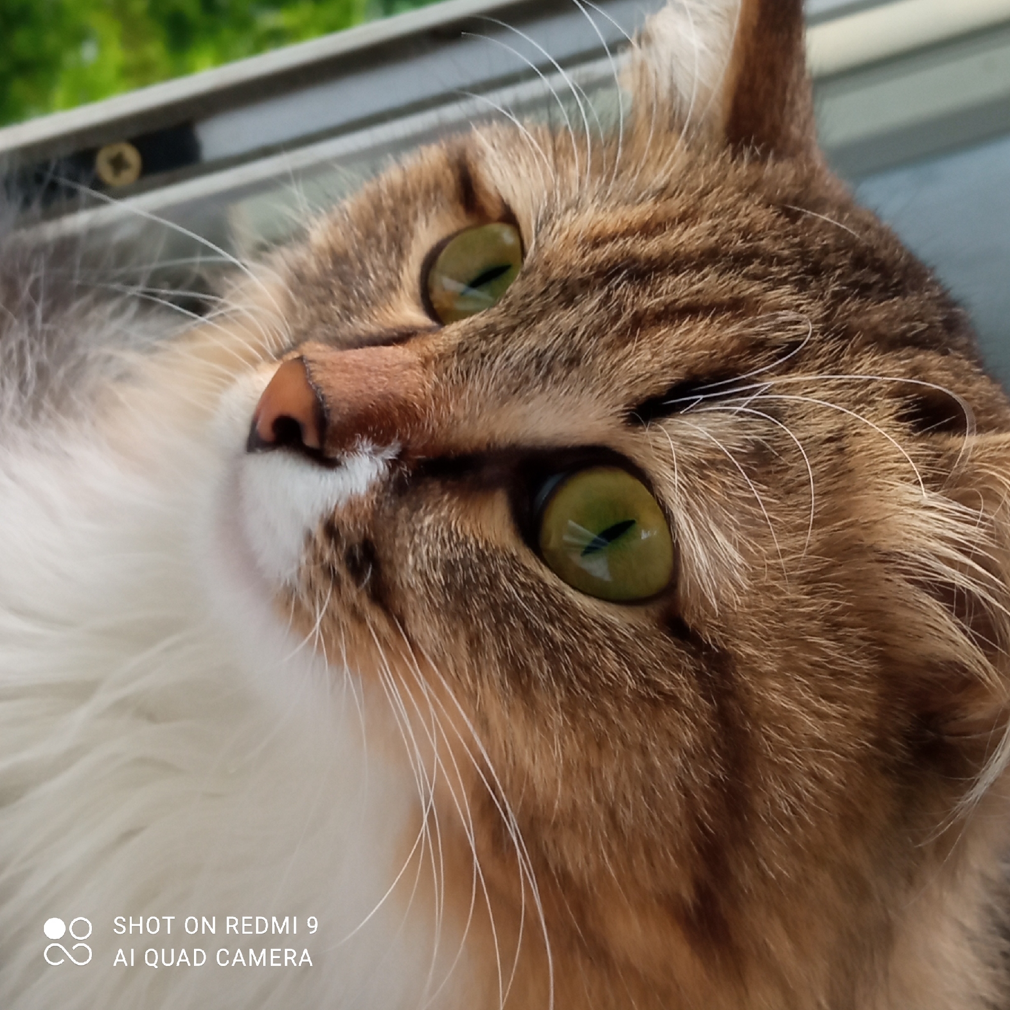 The image is a close-up of a cat's face, likely taken from a low angle. The cat has brown and white fur, with distinctive tabby markings on its head. It has piercing green eyes. The cat is looking upwards and to the side. The background is blurred and appears to include foliage and part of a window frame. The image appears to have been taken with a Redmi 9 AI Quad Camera. There is no information to indicate that this image was taken in the city of Chaikovsky, Russia.