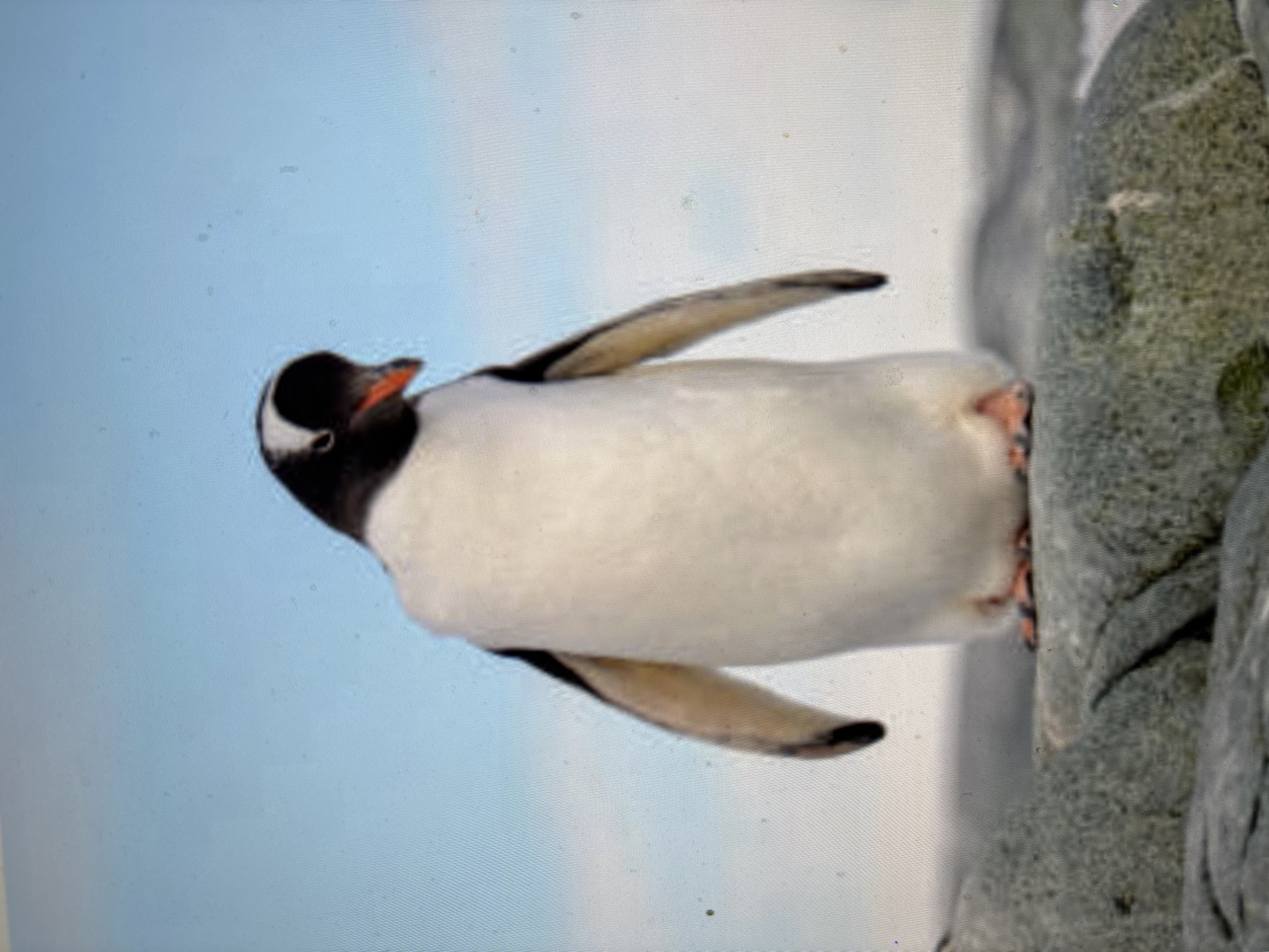 A gentoo penguin stands on a grey, textured rock formation. The penguin is facing to its right and looking downwards. It has a black head with a white stripe running over its eye, a white chest and belly, and black wings with white undersides. Its feet are visible, with pink skin and black claws. The background is a soft blue sky with some lighter, hazy areas. The overall scene is outdoors, likely in a natural, cold environment. There is no indication of the city of Sofia, Bulgaria in this image.