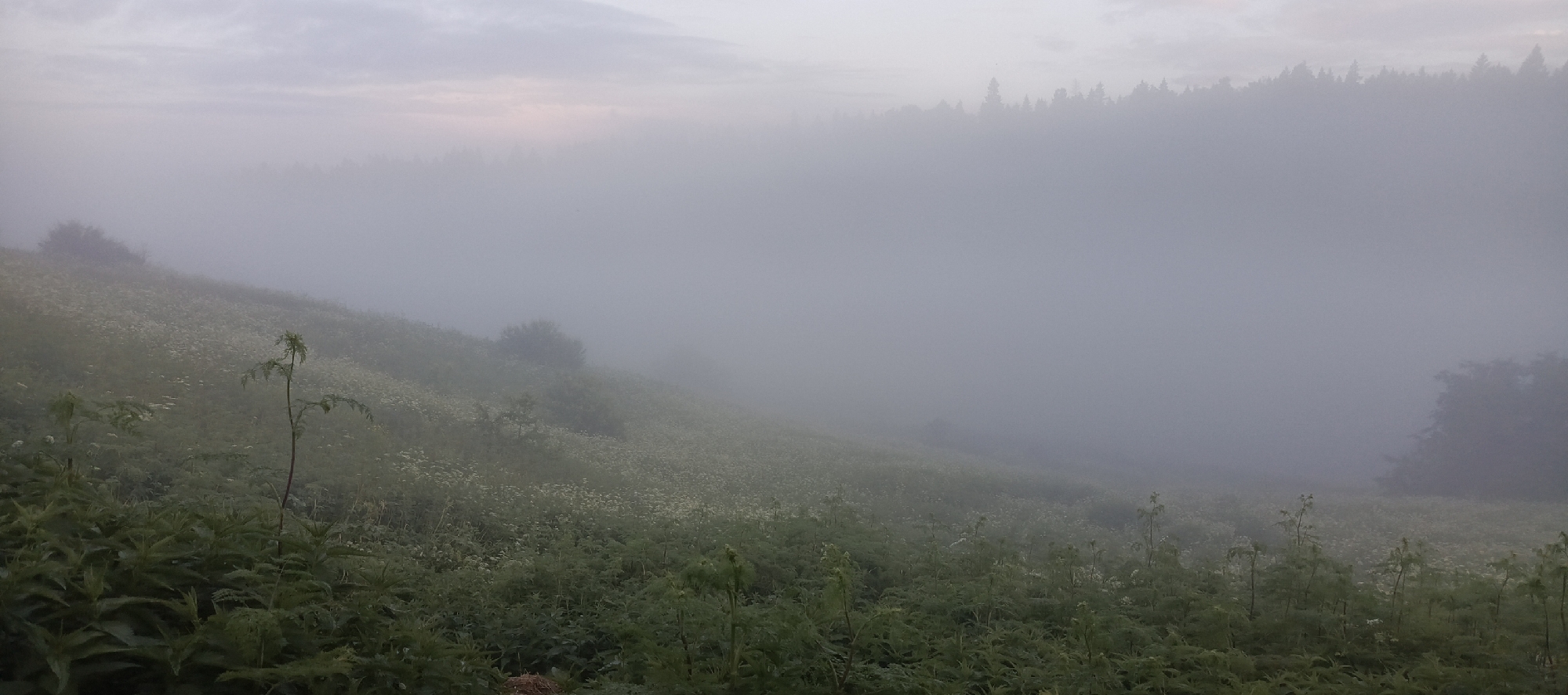 The image depicts a serene, misty morning scene in a rural landscape, likely within the city of Мерчалово Снт, Russia. A gentle, undulating hill covered in dense green vegetation and dotted with small white flowers dominates the foreground and midground. The vegetation includes tall, thin plants with feathery leaves and broader, leafy plants. The mist is thick, obscuring the details of the landscape and creating a soft, diffused light. In the distance, the silhouettes of trees form a dark line against the pale, hazy sky, suggesting a forest or a dense treeline at the top of the hill. The overall atmosphere is tranquil and somewhat ethereal, with the mist acting as a veil over the natural beauty of the scene. There are no people or animals visible in the image.