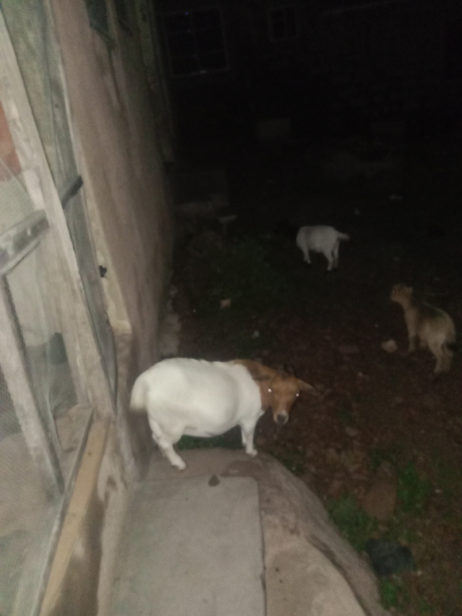 The image depicts a dimly lit outdoor scene, likely in a residential area in Lokoja, Nigeria, at night. In the foreground, a goat with white and brown markings stands facing the camera, positioned on a raised concrete structure. To the right, another goat, mostly white, is visible in the mid-ground, and further to the right, a third animal, possibly a dog, with light brown fur, is also present. In the background, a white goat is seen walking away from the camera. A building with what appears to be a window is visible on the left side of the image. The ground is covered with dirt and some vegetation. The overall lighting suggests artificial light sources are minimal, contributing to the dark ambiance of the scene.