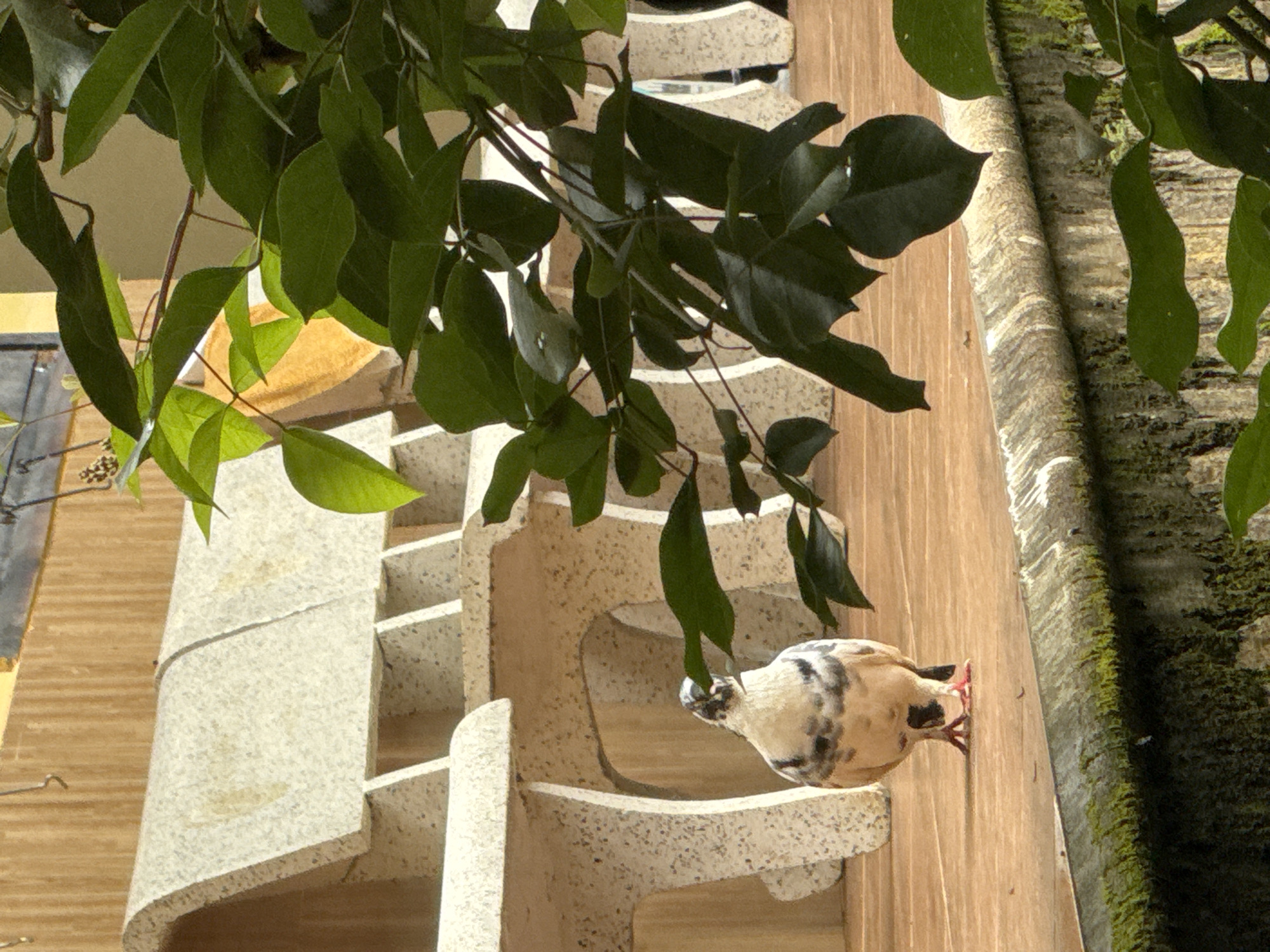 This outdoor, vertically-oriented photograph captures a serene scene featuring a pigeon perched amidst unique architecture and abundant foliage in what appears to be a sunlit environment in Da Lat, Vietnam.
The central subject is a light-colored pigeon, predominantly white and beige with distinct dark gray and black markings on its head, neck, and wings. Its reddish-pink feet with visible claws firmly grip the horizontal planks of a light brown wooden wall, which forms a significant portion of the background. The pigeon's head is slightly tilted, and its reddish beak is visible, suggesting it is either resting or observing its surroundings.
To the pigeon's left, a striking architectural element dominates the mid-ground. This is a textured, light-colored, possibly concrete or stone structure, featuring a series of curved and stepped horizontal platforms. Its speckled surface and organic design resemble a decorative balcony railing or a unique building facade, adding an artistic flair to the setting.
The upper and left parts of the frame are filled with lush, vibrant green leaves from an overhead tree or vine. Sunlight illuminates some of these leaves, creating brighter, translucent green areas that indicate clear, bright daytime weather. To the far right, a vertical surface, possibly a wall or tree trunk, is heavily covered in thick, rich green moss, hinting at a humid, natural environment.
The blend of distinctive architecture, natural wooden elements, and abundant greenery creates a harmonious and visually interesting composition. The bright natural lighting suggests it is daytime. No people or visible text are present in the image. The unique architectural style combined with the verdant surroundings aligns well with the known aesthetics of Da Lat.