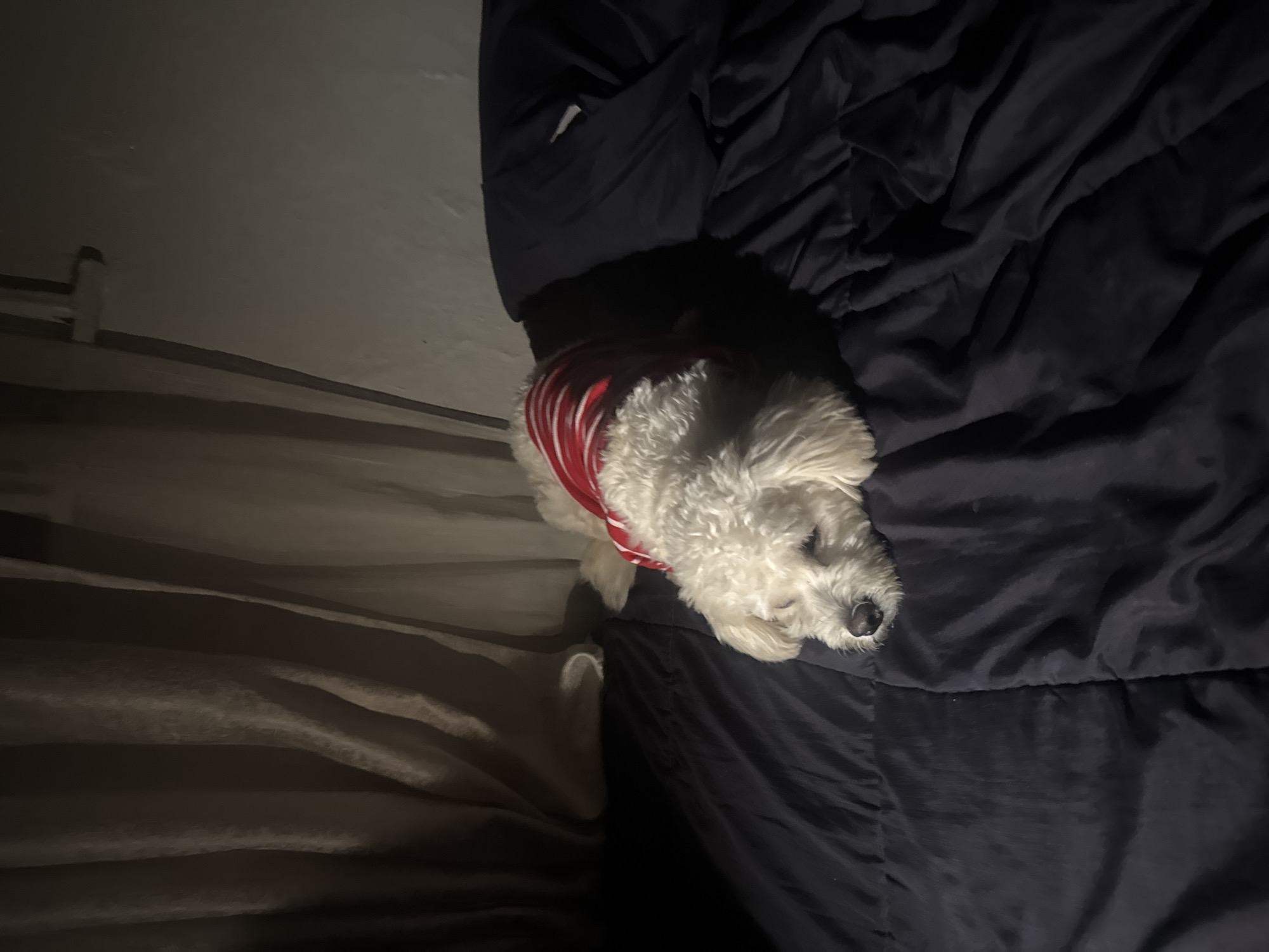 A fluffy white dog wearing a red and white striped shirt lies on a dark blue comforter in a dimly lit room. The dog is positioned on the left side of the frame, facing left with its eyes closed. The comforter has a textured surface with visible stitching. In the background, to the left, are draped curtains that are a muted brown color and appear to be made of a somewhat sheer material. To the right of the curtains and above the dog, a section of a wall is visible, illuminated by a light source that casts shadows. There is a dark, horizontal object mounted on the wall near the ceiling. The overall ambiance is one of quiet repose. The location is stated to be in the city of Abuja, Nigeria.
