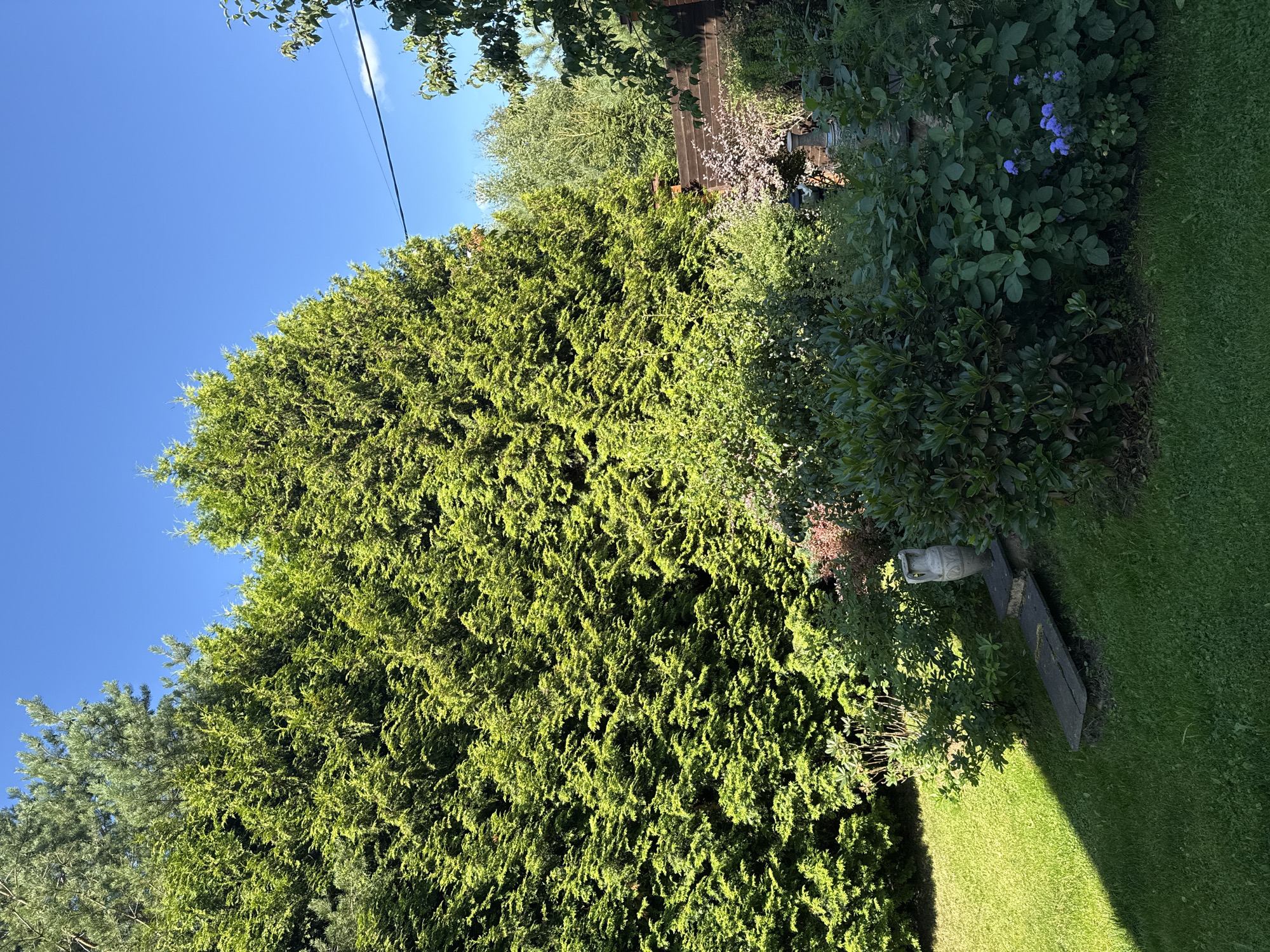 The image depicts a sunlit backyard in Yukki, Russia. The scene is dominated by lush green foliage, with a large evergreen tree on the left casting a distinct shadow across a manicured lawn. In the mid-ground, a variety of bushes and plants are visible, including some with small purple flowers. A decorative amphora-shaped vase sits atop a tiered stone structure next to a wooden plank. Behind the plants, a wooden fence runs horizontally across the frame, partially obscuring a glimpse of more vegetation and a brick structure. The sky above is a clear, vibrant blue. There are no people or animals present in the image.