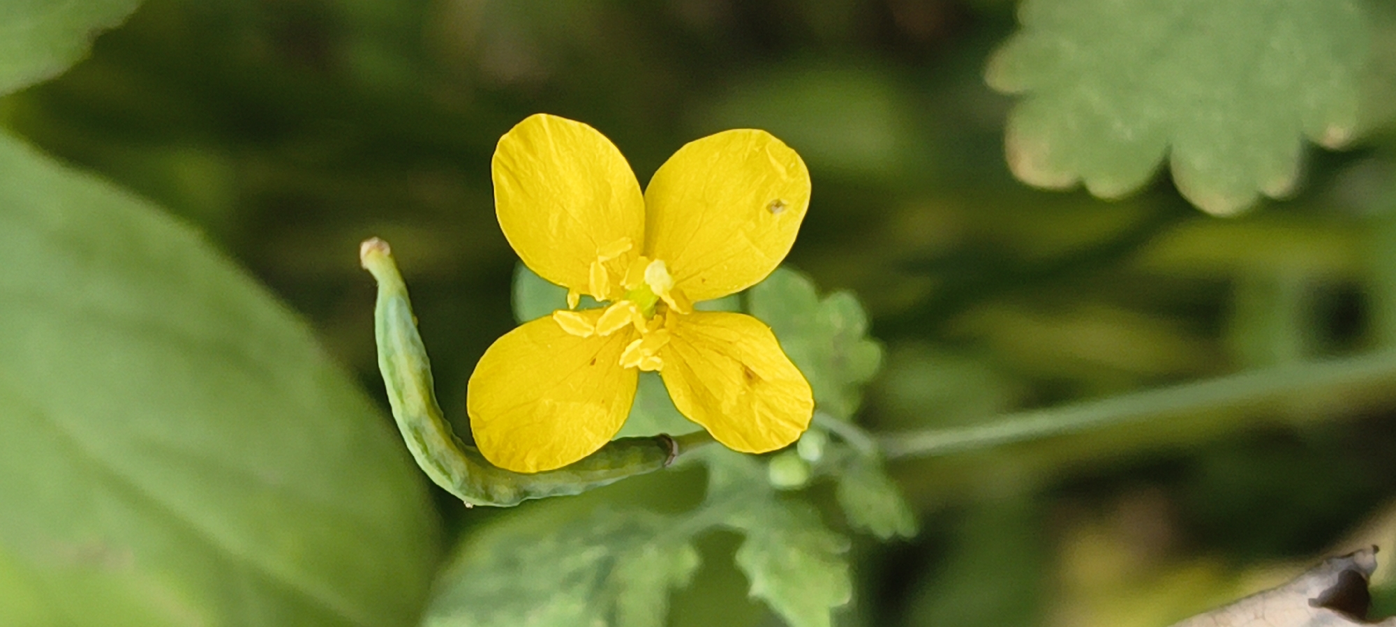 The image shows a close-up of a bright yellow flower with four petals. The flower is in focus, while the background is blurred green foliage. To the left of the flower, a long, curved green pod is visible. The scene appears to be outdoors, possibly in a garden or natural setting. There are no people or animals in the image, and no specific details are provided that would indicate its location within the city of Mykolaiv, Ukraine. The overall impression is one of nature's delicate beauty.