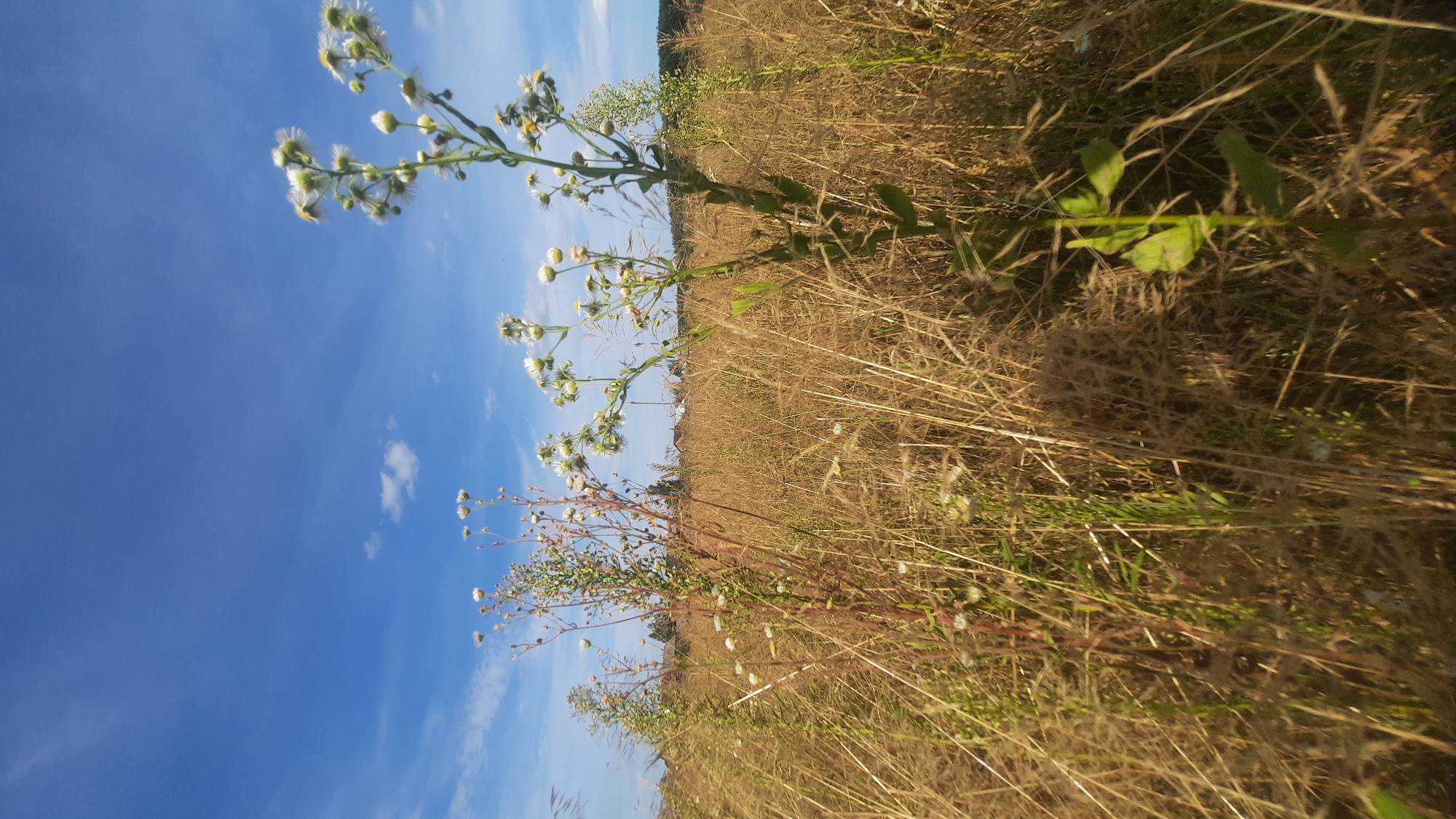 This is a vertical, eye-level, full shot image of a field of dry grass under a bright blue sky with scattered clouds. In the foreground, several tall weeds with small white flowers are visible, with the closest one on the right side of the frame. In the midground, a wider expanse of the dry, golden-brown grass extends into the distance, with a few more smaller weeds with white flowers scattered throughout. In the far background, a row of residential buildings with reddish-brown roofs is visible, suggesting a suburban or rural fringe. The overall impression is one of a dry, sun-drenched field, likely on the outskirts of the city of Shklov, Belarus. There are no people or animals visible in the image.