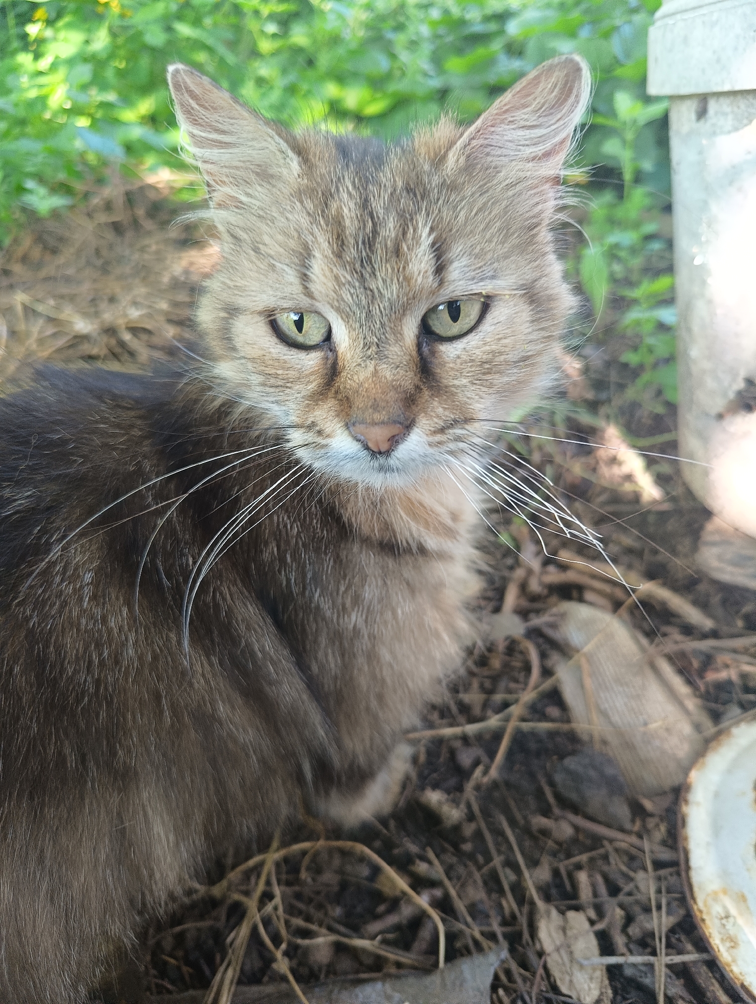 A close-up, vertical shot features a medium-haired tabby cat sitting outdoors in Biliaivka, Ukraine. The cat, likely an adult, has green eyes that gaze directly at the viewer, giving it a watchful and somewhat serious expression. Its fur is a mix of brown, black, and lighter tan/grey tones, with visible tabby stripes, especially on its head and ears. Long, prominent white whiskers extend from its muzzle.
The cat is positioned in the lower-center of the frame, with its full face and upper body visible. Its ears are erect and slightly tufted, suggesting alertness. The background is a soft blur of vibrant green foliage, indicating bushes or trees, under bright daytime lighting. The ground beneath the cat is covered with dry leaves, twigs, and dark soil, typical of an unpaved, natural outdoor setting like a garden or yard.
To the right of the cat, a light-colored, possibly concrete or stone post or structure is partially visible. In the bottom-right corner, a circular, shallow dish or bowl, appearing white or off-white and possibly rusty, is partially visible on the ground. The overall impression is of an outdoor cat observing its surroundings on a clear, sunny day. No visible text is present in the image.