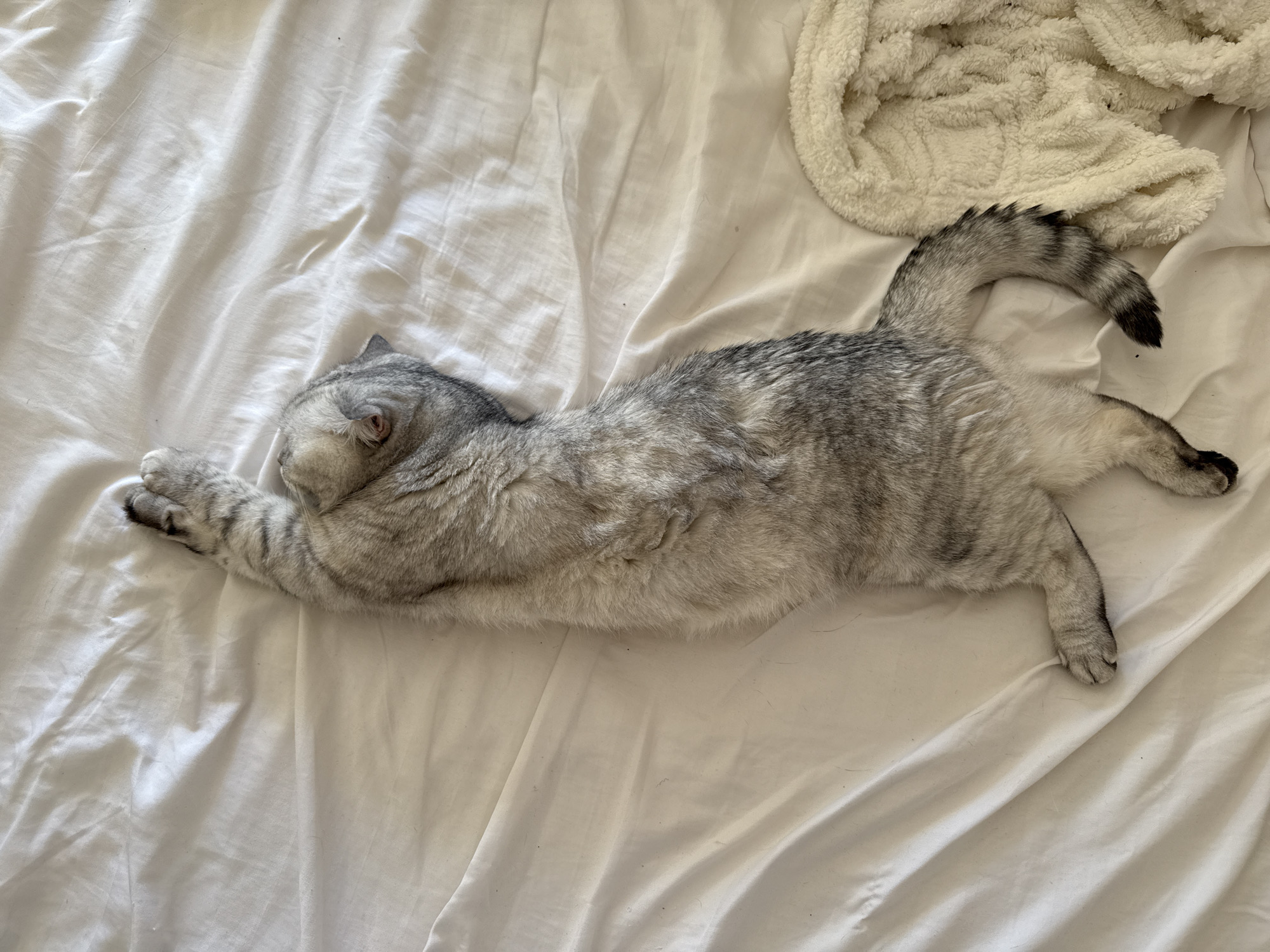 A silver tabby cat is stretching out on a white sheet. The cat is lying on its stomach, with its front paws extended forward and its hind legs stretched back. Its tail is curled up over its back. The cat's fur is a mix of gray and white, with darker tabby markings.
The sheet is wrinkled and appears to be made of cotton. There is a fluffy white blanket or throw in the upper right corner of the image. The lighting suggests it is daytime, with natural light illuminating the scene. The cat appears relaxed, possibly in the process of waking up or enjoying a long stretch. The image is taken from a top-down perspective.