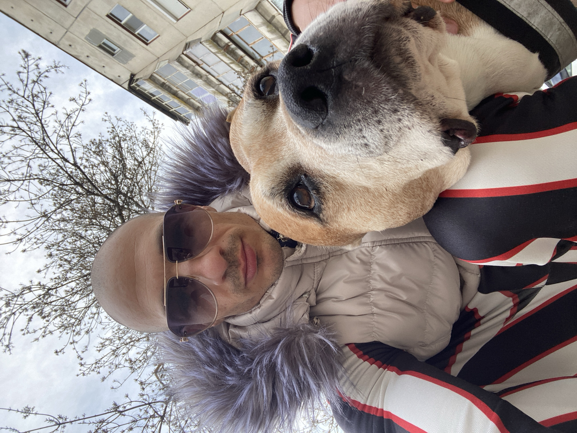 A low-angle outdoor image, presumably taken in Pleven, Bulgaria, features a bald adult male and a large dog. The male subject, positioned on the left, wears gold-framed sunglasses, a light beige puffer jacket with a prominent grey/purple fur-lined hood, and a black, white, and red striped garment beneath. He has a mustache. The dog, a large breed primarily tan with white markings on its muzzle and chest, occupies the right side of the frame with its head close to the man, looking towards the camera. Its dark nose and brown eyes are clearly visible. The background consists of bare deciduous tree branches against an overcast sky on the upper left, and a multi-story concrete residential building with visible windows and balconies to the upper right, consistent with an urban residential environment in Pleven.