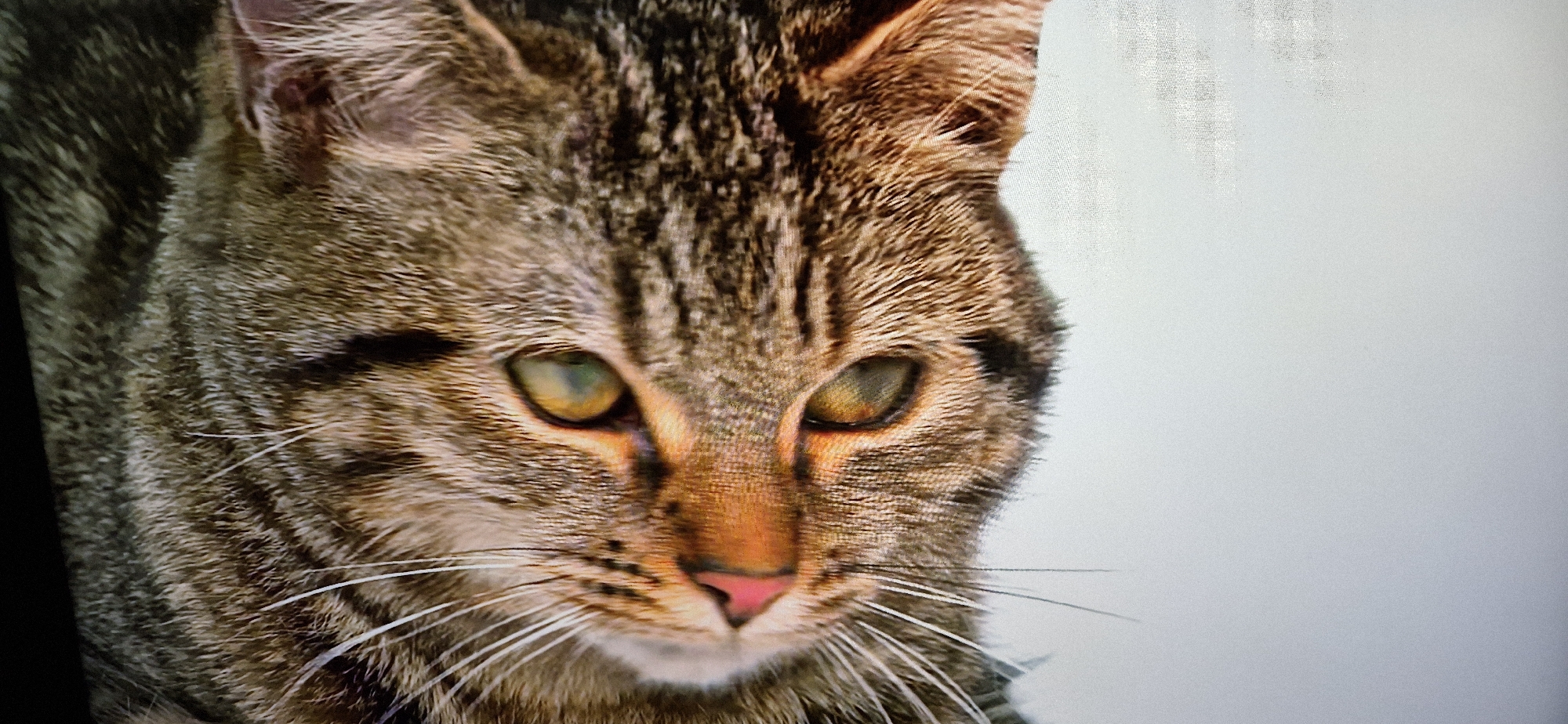 The image is a close-up, eye-level, portrait shot of a tabby cat's face against a plain, light-colored background. The cat is facing slightly to the right, with its eyes looking towards the viewer. Its fur is a mix of brown, black, and gray stripes. The cat has prominent green eyes with yellow flecks, a pink nose, and long white whiskers. The lighting is bright, highlighting the texture of the cat's fur and the details of its face. No background details suggestive of a specific location or city are visible.
