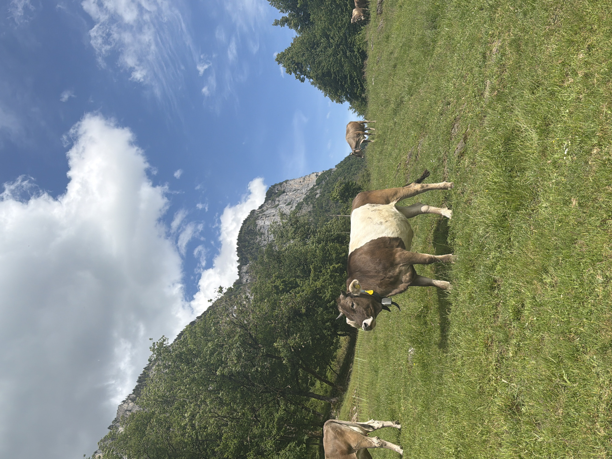 The image depicts a pastoral scene in Betlis, Switzerland, showcasing cows grazing in a lush green field against a backdrop of a rocky mountain partially obscured by trees. The sky is blue with scattered white clouds. In the foreground, a brown and white cow with a yellow ear tag and a bell around its neck stands prominently, facing the camera. Other cows are scattered throughout the field, some grazing in the distance. Trees are present throughout the scene, partially obscuring the mountain.