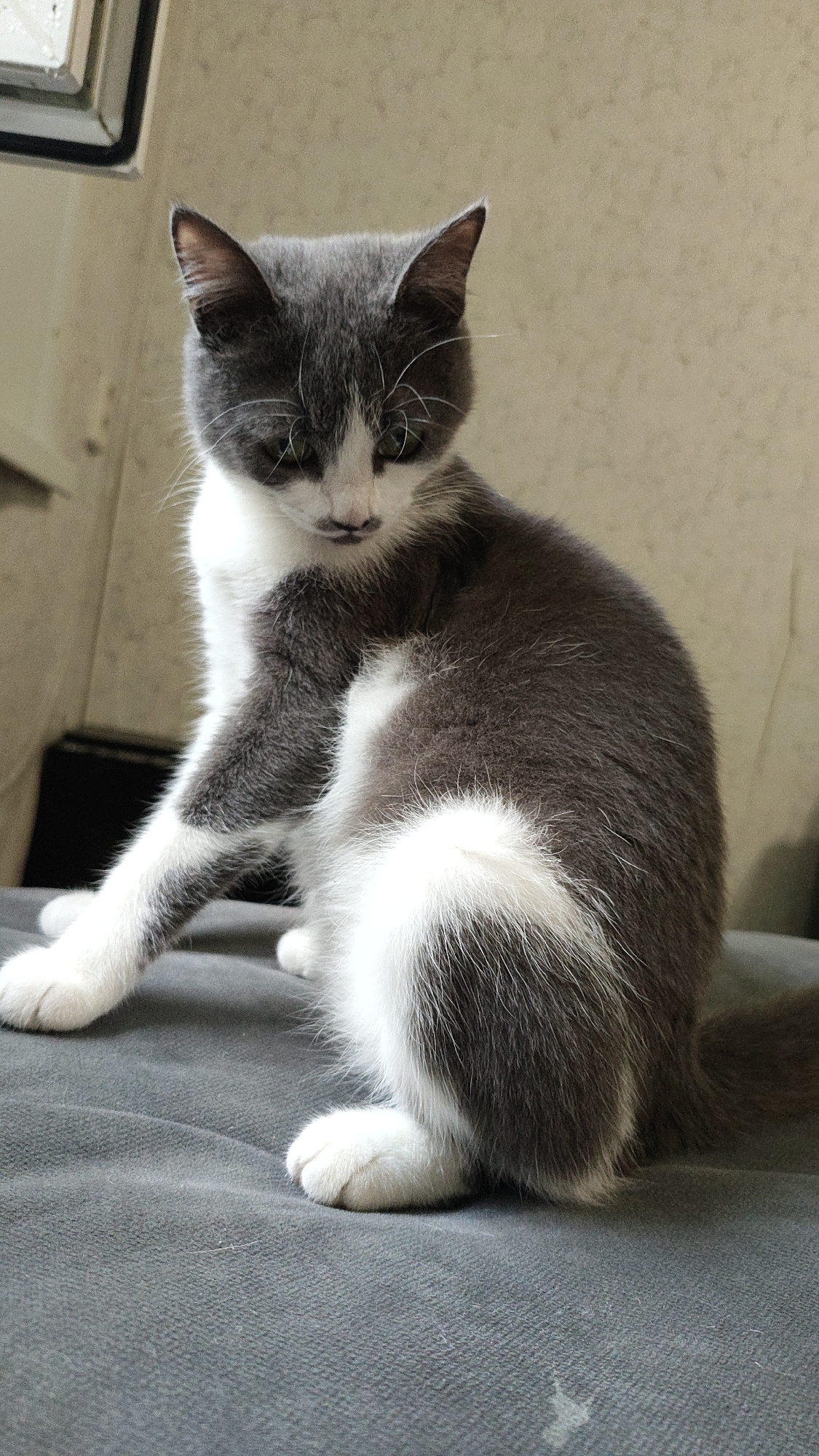 A gray and white kitten sits on a gray textured surface, possibly a couch or blanket, with its body turned slightly to the right. The kitten's head is tilted downwards, and its eyes are partially closed. Its front left paw is extended forward, and its front right paw is tucked beneath its body. The background consists of a textured, light-colored wall. The lighting is soft, casting a gentle shadow. The image is a close-up of the kitten. The location is Unknown, Unknown.