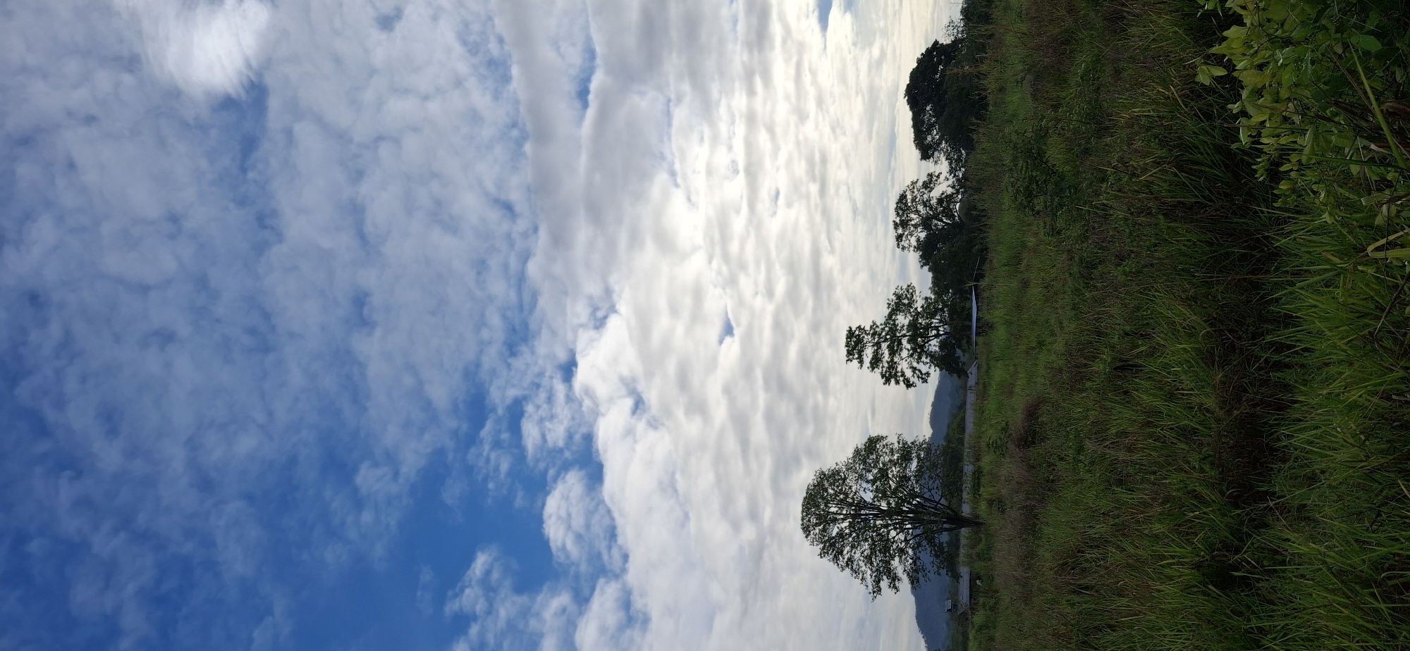 The image depicts a serene natural landscape, characteristic of a rural area like Vallecito, Venezuela. The scene is dominated by a vast sky and lush green terrain.
The sky, filling the upper portion of the frame, transitions from a clear, deep blue on the left to a dramatic, bright expanse of white clouds on the right. Scattered, wispy clouds dot the bluer sections, while the clouds on the right are dense, voluminous, and brilliantly illuminated, suggesting a strong light source, likely the sun, behind or above them. This contrast highlights the texture and movement within the cloud formations.
Below the sky, the landscape features a broad stretch of vibrant green grass and other low-lying vegetation. Several trees with dark, dense canopies stand prominently against the brighter sky, primarily located on the right side of the frame. Their dark forms create a striking silhouette. In the distant background, subtle outlines of mountains or hills are visible, partly obscured by atmospheric haze, adding depth to the panorama.
The bright illumination on the clouds and the clear blue sky suggest a time of day between late morning and early afternoon. The overall impression is one of tranquility and untouched natural beauty. There are no people, objects of human activity, or visible text present in the image.