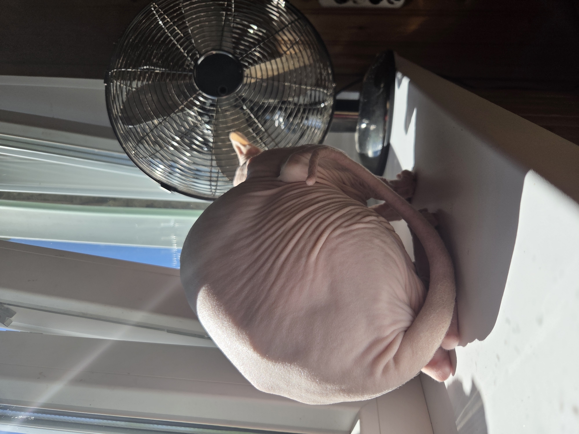 A Sphynx cat is sitting on a white windowsill with a fan behind it. The cat is light pink and wrinkled, with its tail curled around its body. The fan is black and metallic, with its blades visible through the grill. Sunlight is streaming in from the window, casting shadows on the windowsill. The window is partially open, and the sky is visible outside, appearing blue. The background is dimly lit and appears to be an interior wall of a room. The location is identified as Восход Снт (фролово), Russia.