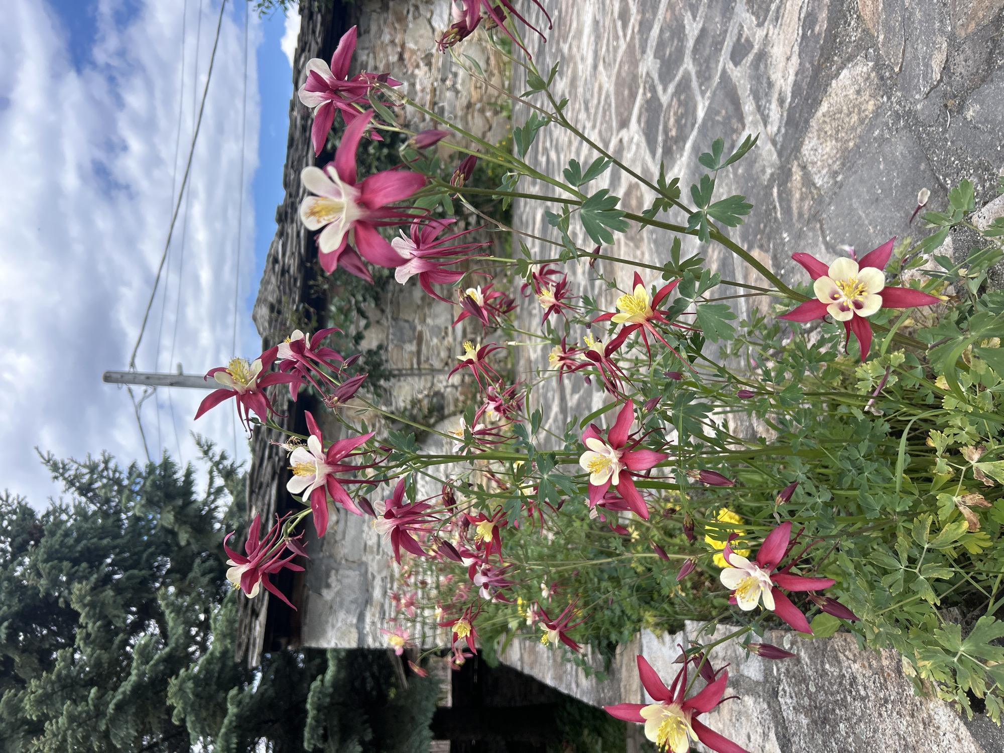 The image shows a view in Dolen, Bulgaria, featuring several red and white columbine flowers growing along a stone wall. The wall is constructed from gray, textured stones arranged in a pattern. The flowers exhibit vibrant red and white petals and are at varying stages of bloom. Green foliage is visible around the flowers and along the wall. In the background, a glimpse of the sky with clouds and a tree.