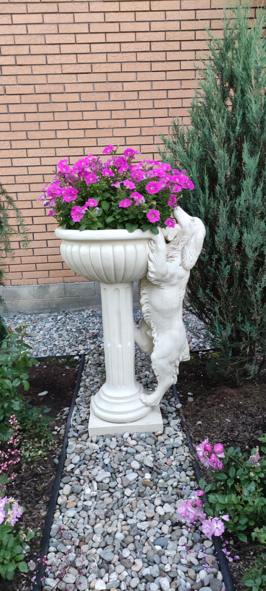 This is a medium shot, eye-level, outdoor vertical photograph taken during the daytime. The scene features a decorative stone planter filled with vibrant pink petunias. The planter is supported by a classical-style pedestal. A white statue of a dog, seemingly a beagle or a similar breed with long floppy ears, is positioned in front of the planter, with its paws resting on the edge of the pot as if looking into it.
The background consists of a textured brick wall and a lush green conifer tree. The ground around the planter is covered with small, smooth, grey and brown pebbles. In the foreground and to the sides, there are other plants with smaller pink flowers and green foliage. The overall setting appears to be a garden or an outdoor decorative area, possibly in a residential yard or a public park in Rosinka, Russia. The lighting suggests it is a bright, possibly sunny day, contributing to the vivid colors of the flowers and the white of the statues. There are no people visible in the image, and no text is present. The composition emphasizes the playful statue and the colorful flowers within a landscaped environment.