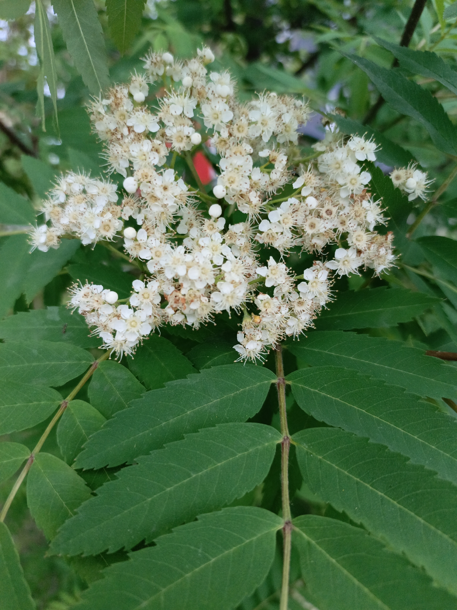 The image shows a cluster of white flowers of what appear to be Rowan in full bloom surrounded by green leaves. The leaves are pinnately compound. The plant is likely growing in the city of Zalesovo, Russia, as per the prompt, although this cannot be confirmed from the image alone. No people or other objects are visible.