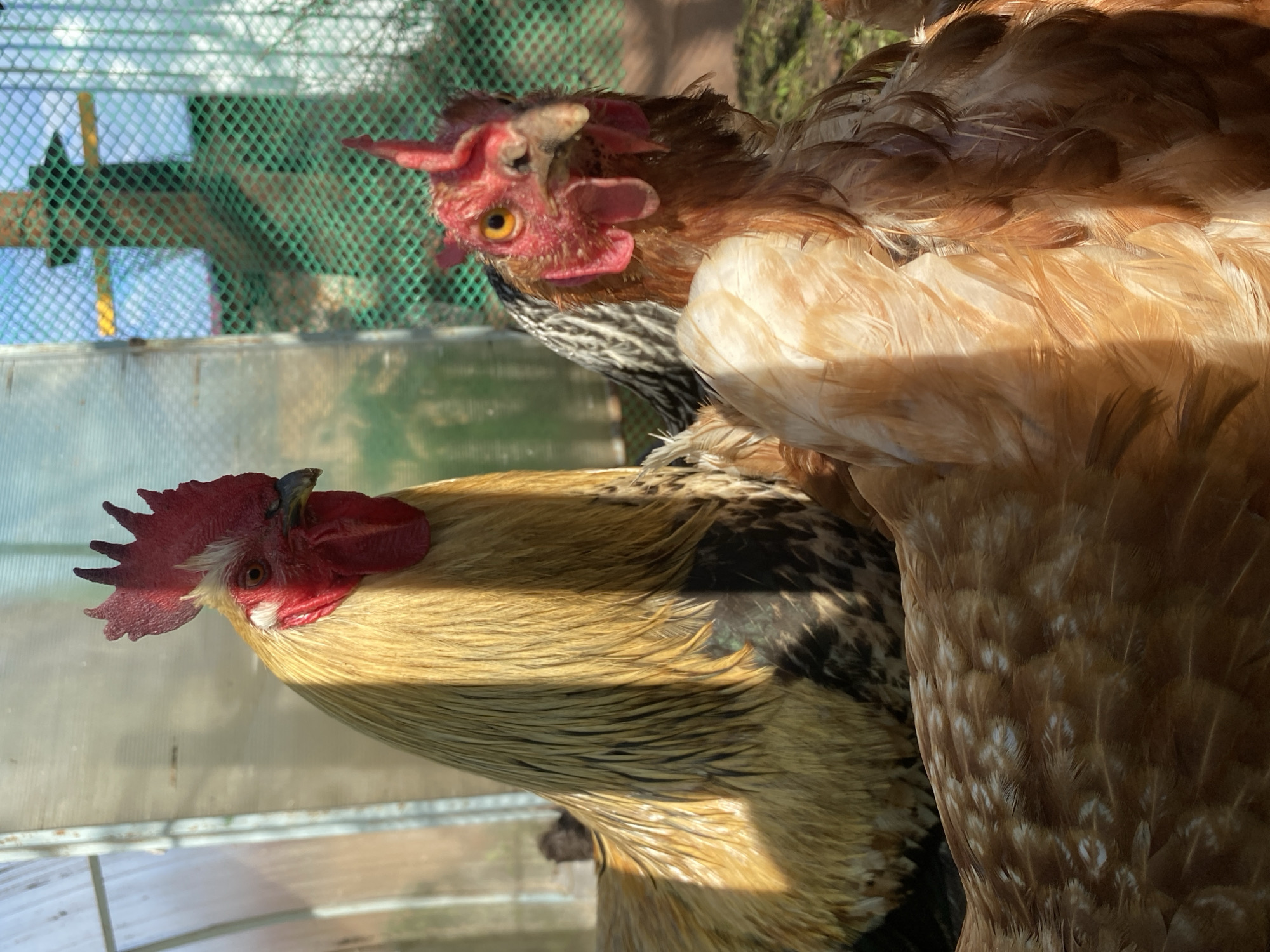 A group of chickens, including a golden rooster, are clustered together in an enclosure. One chicken has brown and white feathers. The setting includes a green wire mesh fence and a transparent plastic or glass panel. The precise location in Votkinsk, Russia, is not discernible from the image.
