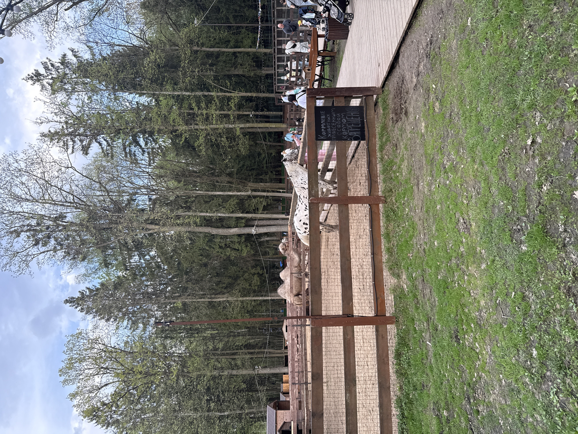 The image depicts a zoo enclosure in what appears to be Lapshinka, Russia. The enclosure is made of wood and wire mesh. Inside, there are several animals, including at least one white spotted horse (possibly an Appaloosa) and what appears to be a camel. A sign in Russian is attached to the enclosure, possibly prohibiting feeding the animals. Behind the enclosure, there's a wooded area with tall trees. A raised wooden platform with people seated at tables is visible in the background. The surrounding area shows patches of grass.