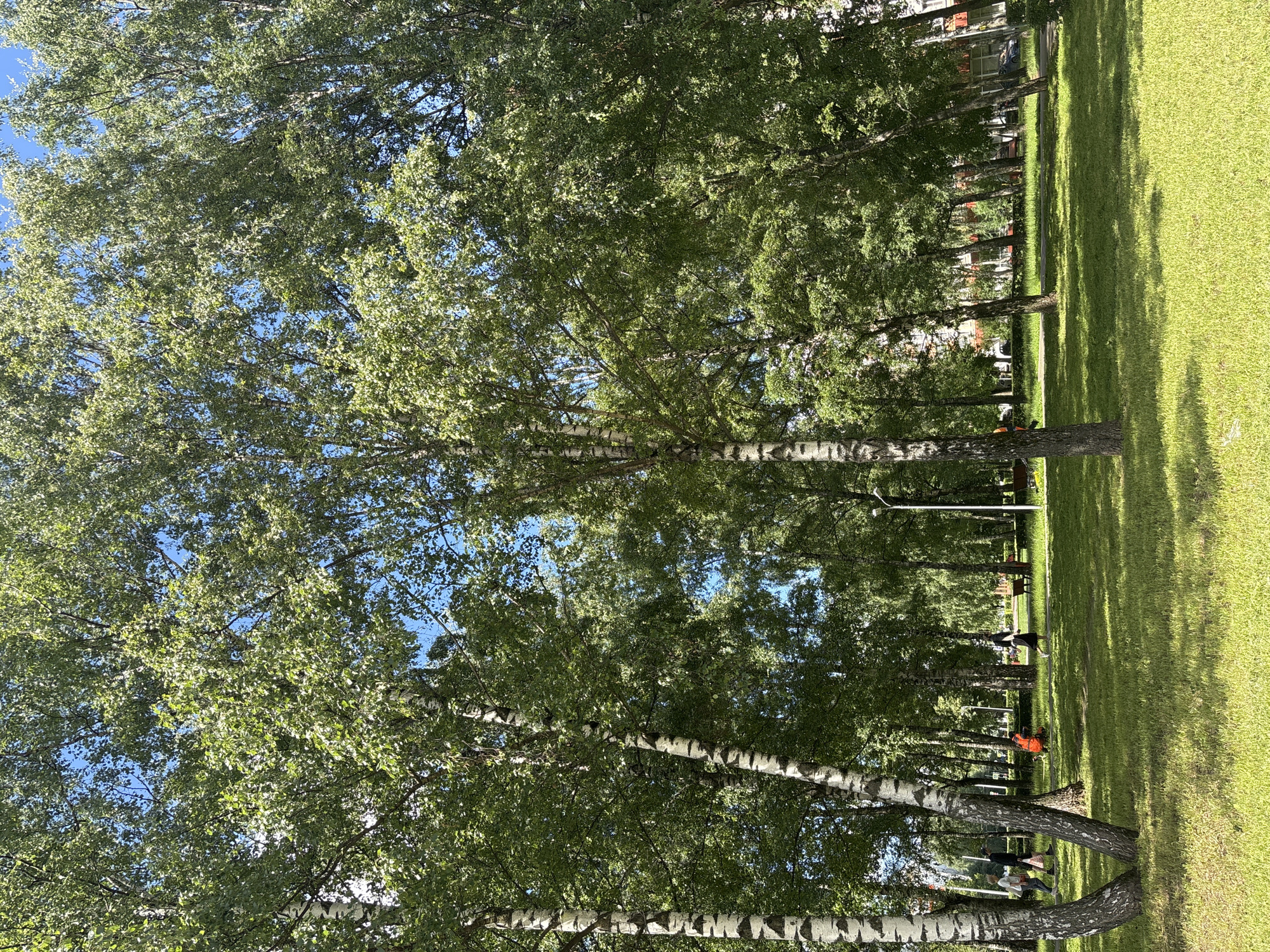 This is a full-frame, eye-level outdoor photograph taken on a sunny day in a park in Khimki, Russia. The foreground is dominated by a well-maintained green lawn, with dappled sunlight casting shadows from the surrounding trees. In the mid-ground, a line of mature birch trees with distinctive white bark and dark markings stand tall, their leafy canopies filtering the sunlight. Beyond the trees, a paved path is visible, and several people are scattered throughout the park. On the left, two women and a man are walking, with one of the women carrying a bag. Further into the park, a person in an orange vest is crouched down, possibly working or tending to something on the ground. On the right side of the path, a woman in a dark outfit is walking, and further back, benches are visible. In the background, buildings with red-tiled roofs and some cars can be seen, suggesting the park is located in a residential or urban area. The sky is clear and blue.