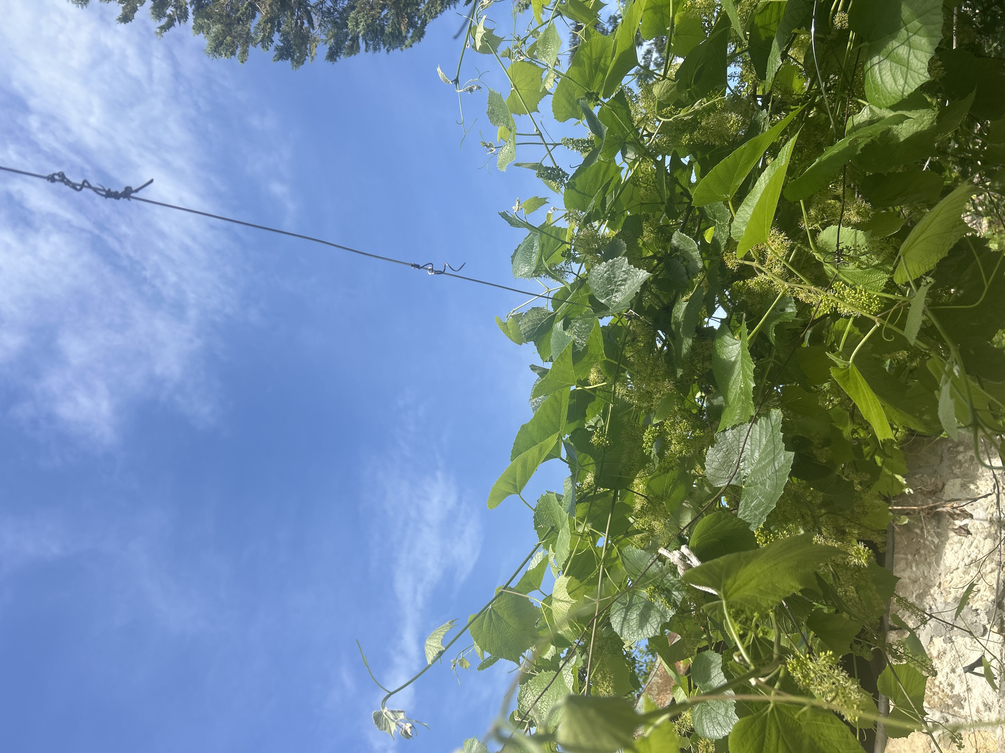 The image shows a view looking up at a blue sky with wispy clouds. A metal cable stretches diagonally across the upper left portion of the frame. Green foliage, including leaves and small flower clusters, drapes down from the upper right and partially obscures the sky. At the very top of the image, a small area of tree branches is visible. Part of a stone wall or building is visible behind the foliage. Based on the context, the location is Cherven, Bulgaria, but no specific elements in the image directly confirm this. There are no people visible.