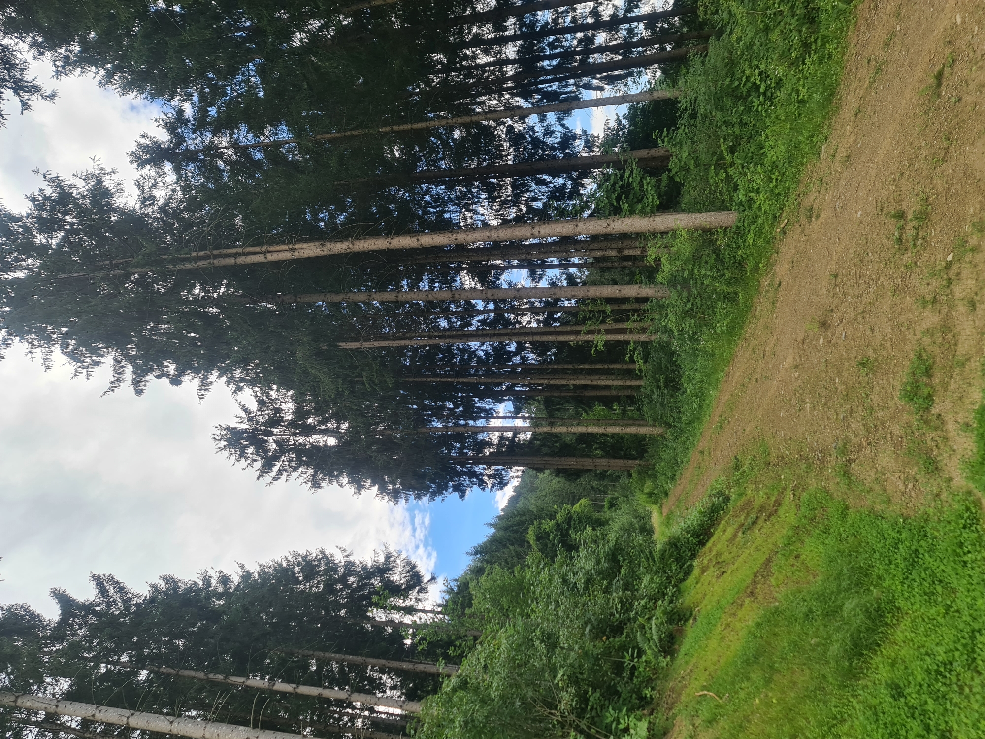A dirt path winds through a dense forest of tall evergreen trees. The path is dry and dusty, with some loose gravel. On the left side of the path, a grassy slope is covered in lush green vegetation, with some patches of exposed soil showing tire tracks. The trees are closely spaced, with their trunks reaching high into the sky. The sky above is partly cloudy, with patches of blue visible through the branches. The overall impression is of a natural, untamed environment. The scene is located in Feldkirchen, Kärnten, Austria.