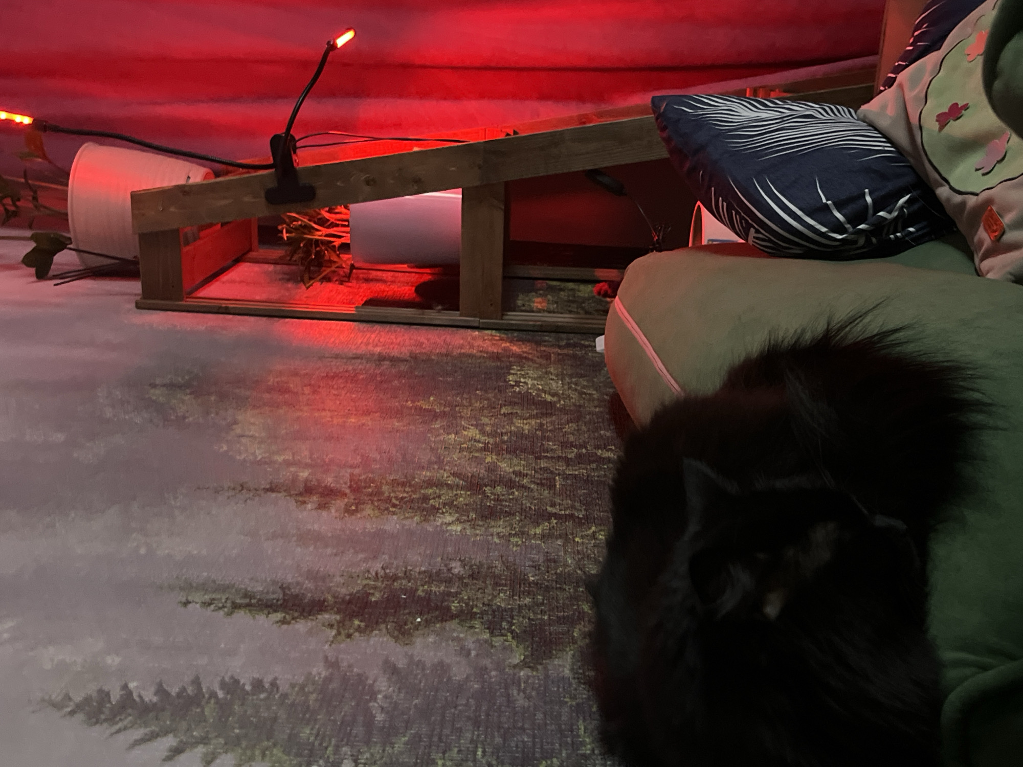 The image captures an indoor scene, likely a living space or bedroom, in Chaikovsky, Russia, dominated by a strong red light. The main subject is a fluffy black cat, resting comfortably on a green-brown cushion or sofa in the lower right portion of the frame. Its dark fur blends with the shadow, with only glimpses of its face and a long, bushy tail visible.
In the upper-middle of the image, there is a wooden structure, resembling a simple frame or stand, elevated off the ground. Underneath this structure, two white cylindrical objects are visible, possibly planters or containers. To the left of the wooden structure, another white cylindrical object is seen lying on its side. What appears to be dried plant material or straw is scattered around and beneath the wooden frame. Two clip-on lights with flexible necks are attached to the wooden structure, emitting a vibrant red-orange glow that bathes the upper background and parts of the wooden frame in a crimson hue.
Behind the resting cat, two decorative pillows are stacked: one dark blue with white, feathery patterns, and another lighter pink pillow adorned with small, cartoonish pink shapes, possibly butterflies or flowers.
The floor and possibly a portion of the wall are covered with a large graphic print depicting a misty forest scene with dark evergreen trees, creating a moody and immersive backdrop.
The overall scene conveys a sense of calm and coziness, with the red ambient lighting creating a warm, intimate, and slightly mysterious atmosphere. The time of day is not explicitly indicated but the artificial lighting suggests it is evening or night. No visible text is present in the image.