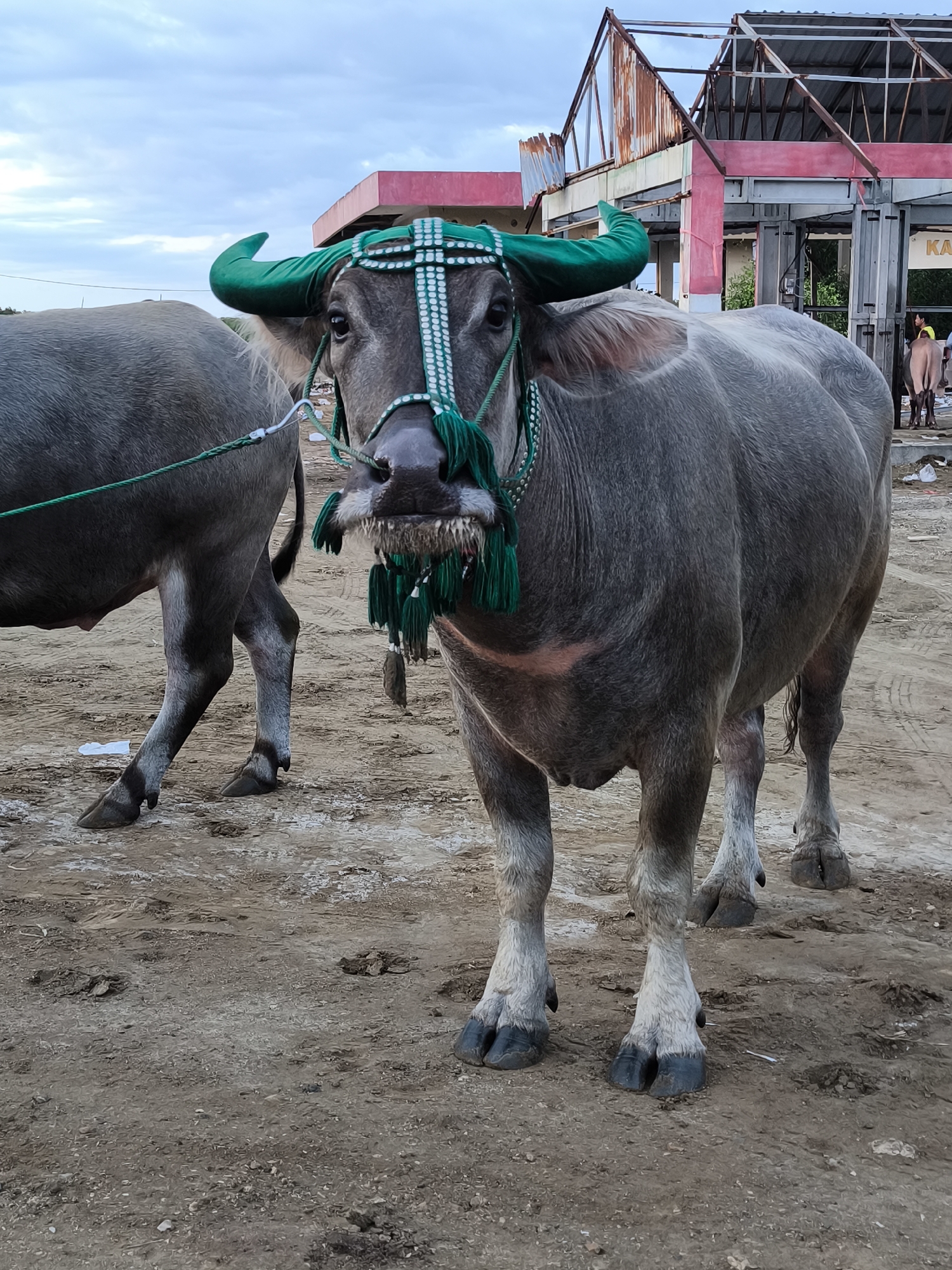 A gray water buffalo, adorned with green coverings on its horns and a green and white beaded headdress with tassels, stands facing the camera. Another buffalo, partially visible, is to the left of the main subject. They are on a dirt surface with scattered debris.
In the background, there is a building with a red and pink facade, and what appears to be a partially collapsed or incomplete roof structure. The letters "KA" are visible on a sign attached to the building.
The photo was taken in Upt Tambak Sari, Indonesia.
