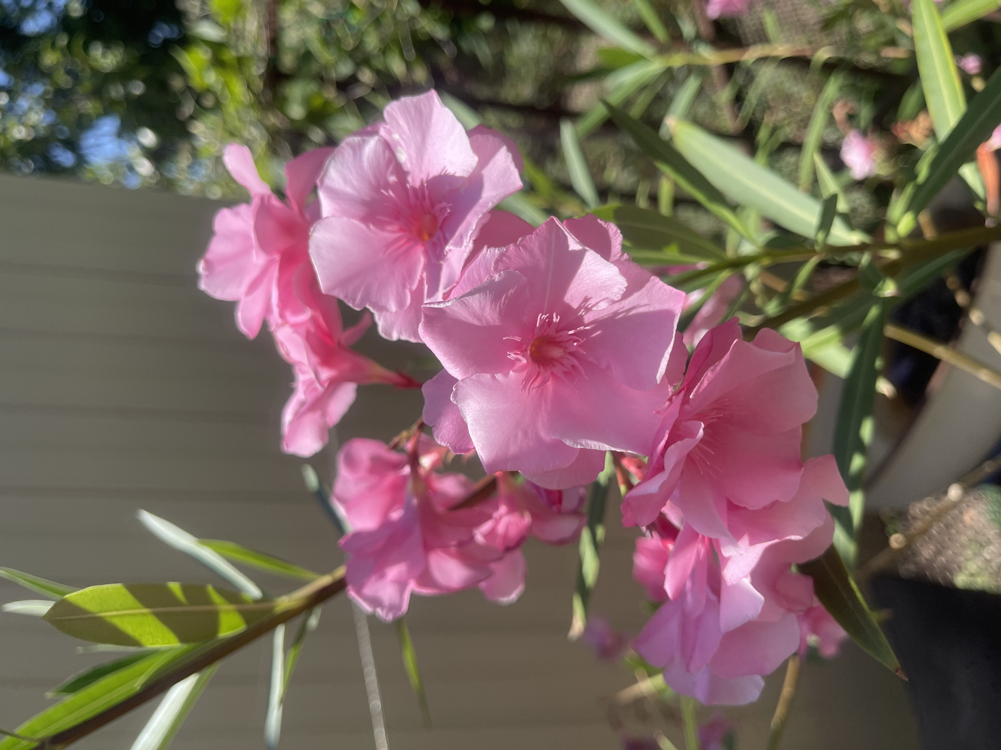 A cluster of vibrant pink oleander flowers in full bloom is the central subject of this image. The flowers, with their delicate, layered petals, are arranged on a plant with long, slender green leaves. The lighting suggests it is daytime, with sunlight casting dappled shadows on the petals and leaves, highlighting their textures. The background is softly blurred, showing a light-colored vertical fence on the left and lush green foliage with bokeh effects on the right, indicating an outdoor setting. The overall impression is one of natural beauty and vibrant color. There is no indication of the city of Primorsko-Akhtarsk, Russia in the image.