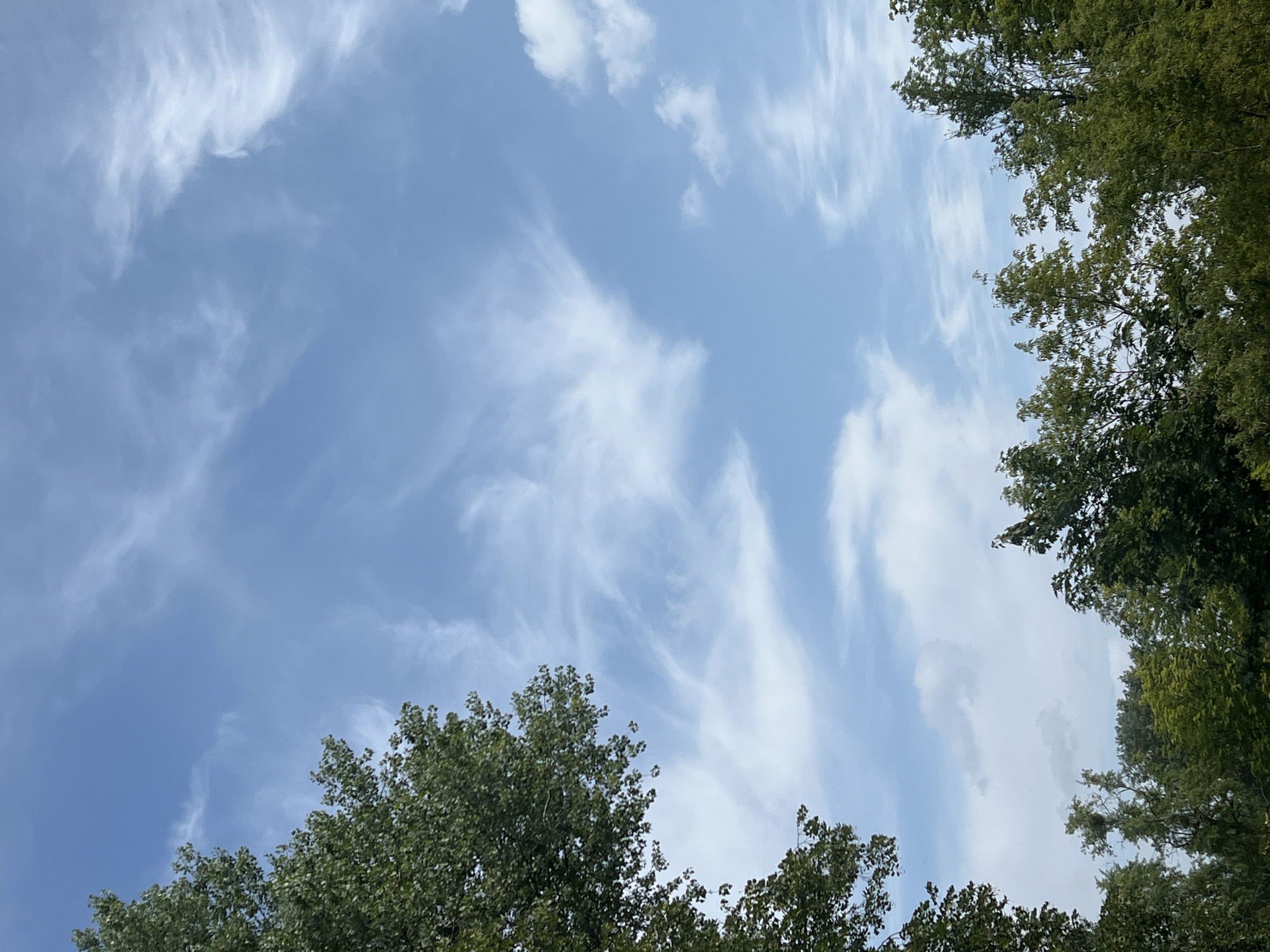 The image captures a view of the sky with trees in the foreground. The sky is a bright blue with scattered wispy white clouds. The tops of several trees with green foliage frame the bottom and left edges of the image. No people or specific city landmarks are visible. The scene appears to be an outdoor, natural setting. The location of Warsaw, Poland, is not discernible from the visual content of the image.