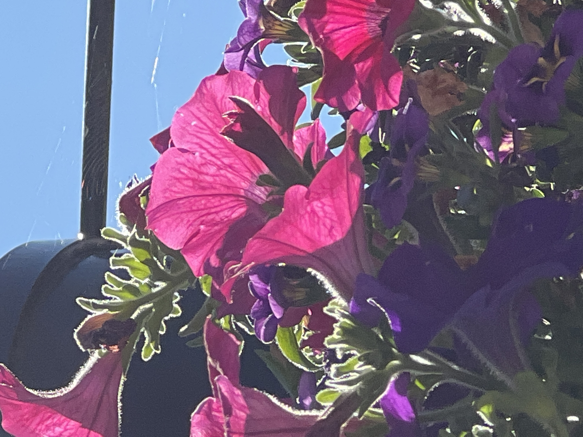 The image shows a close-up of vibrant pink and purple petunias in bloom. The flowers are illuminated by sunlight, highlighting the delicate texture of their petals and fuzzy stems. In the background, a dark, rounded object, possibly a lamppost, is visible, along with a thin, dark horizontal line, likely a wire or railing. A clear blue sky is visible above. The scene is detailed and suggests an outdoor setting, likely in a garden or public space where flowers are cultivated. No specific landmarks or elements are visible that would definitively place this image within the city of Donegal, Ireland.