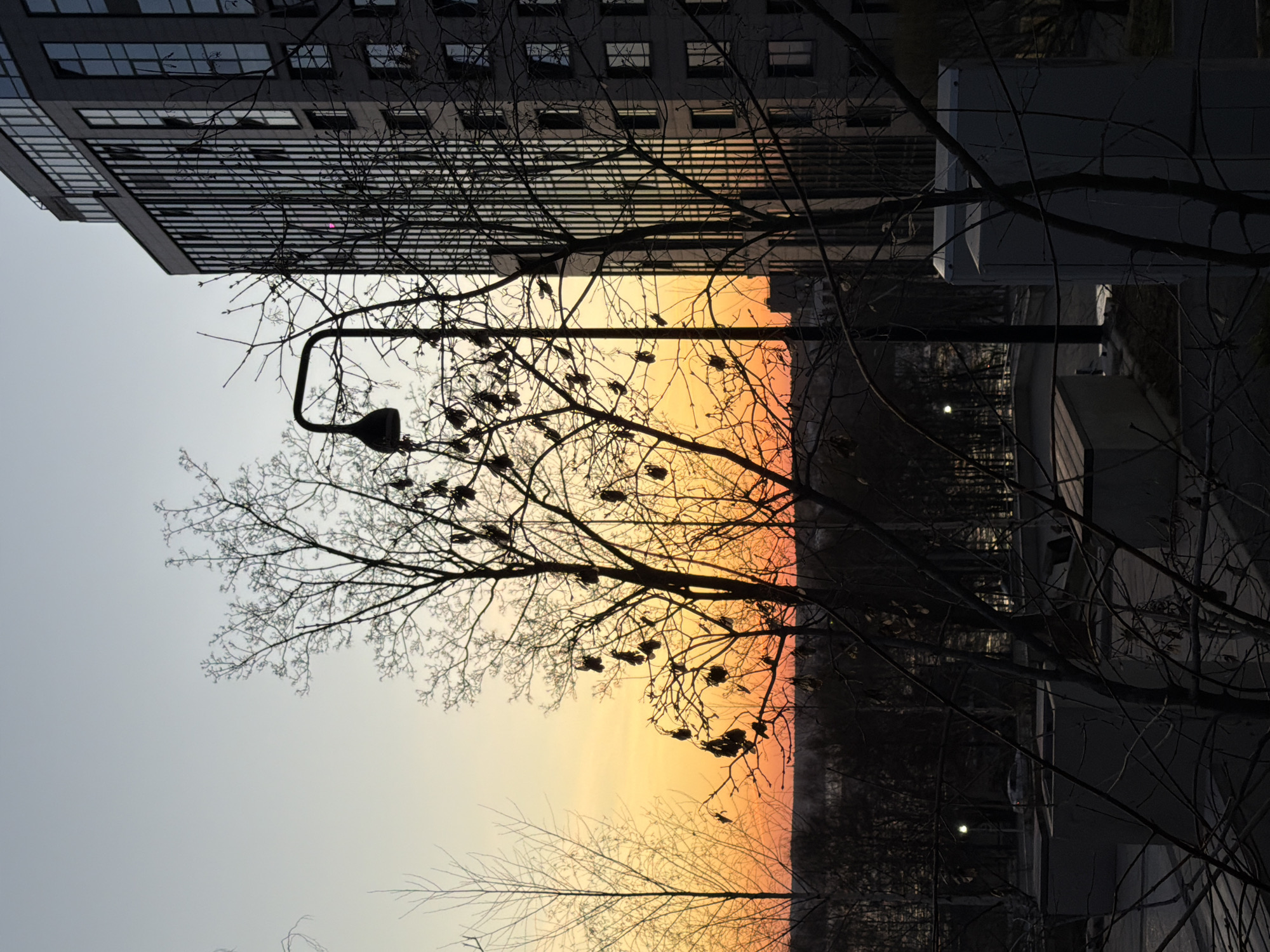 The image captures a cityscape during a vibrant sunset. A tall building with numerous windows occupies the upper portion of the frame. Bare tree branches, heavily populated with birds, form a silhouette against the colorful sky. A street lamp extends over the branches, and other urban structures are visible in the background.