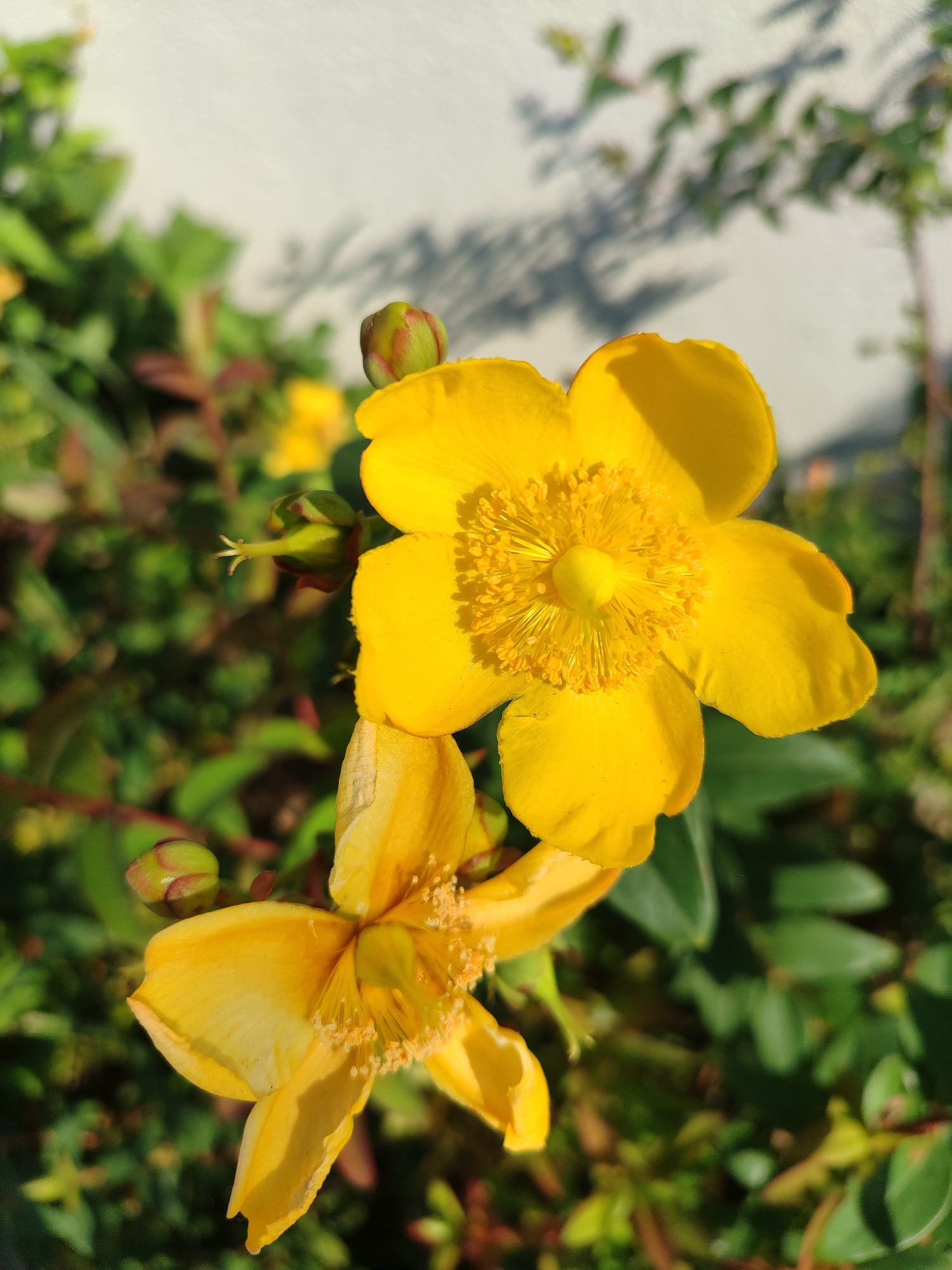 Two bright yellow flowers with five petals each are in the foreground of the image, one slightly above and to the right of the other. The upper flower is fully open, revealing a prominent stamen cluster in the center. The lower flower is partially open, with its petals facing downwards. Both flowers are on a green plant with a white wall in the background. The lighting suggests it is daytime, with shadows cast on the wall. The scene appears to be outdoors. Without further information, it is impossible to determine the specific location in Sochi, Russia.