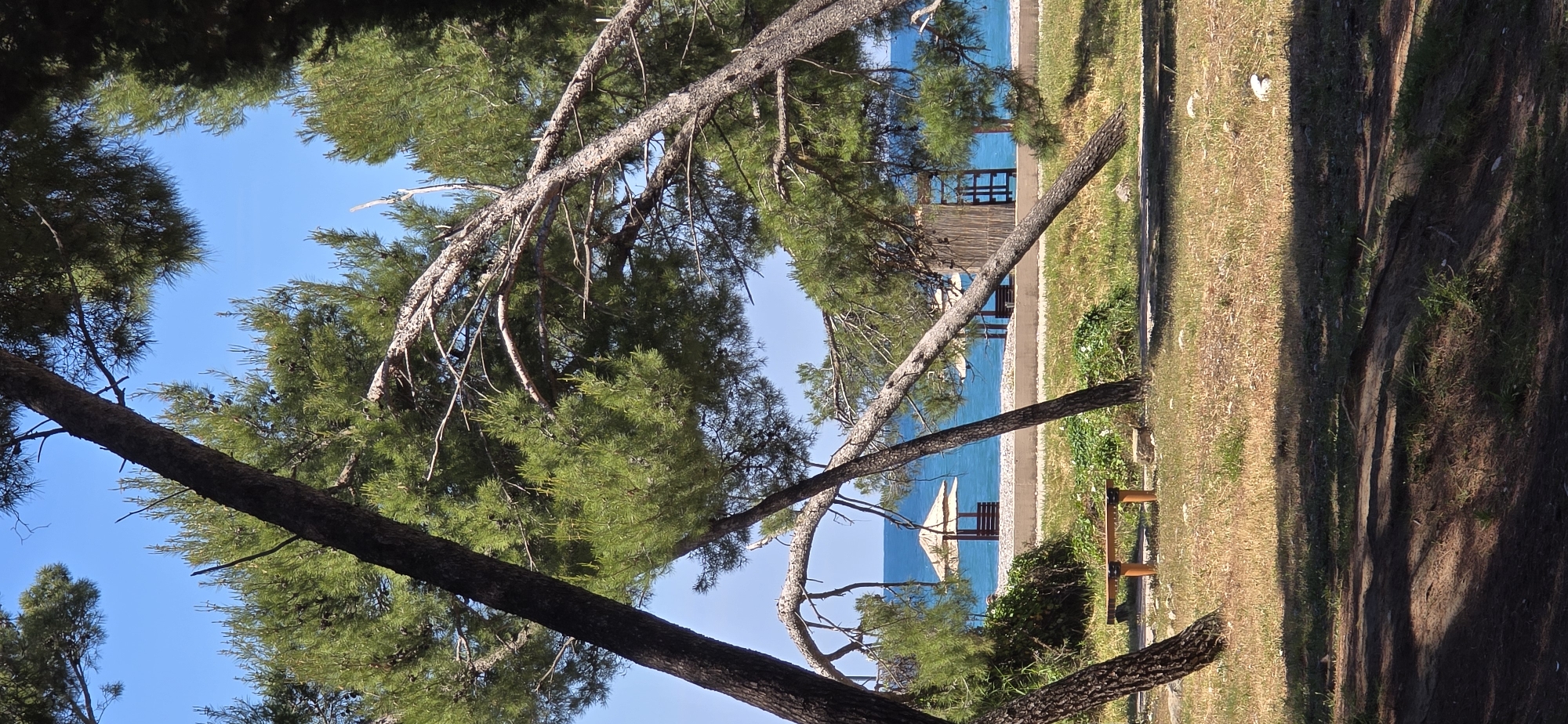The image captures a scene along the coast in the city of Bar, Montenegro. The foreground is dominated by pine trees with their distinctive needles and textured bark. Sunlight filters through the trees, casting shadows on the grassy area and the path on the right. Beyond the trees, a paved walkway runs parallel to the beach. There are benches and a wooden structure, possibly a beach shelter or lifeguard stand. The turquoise blue of the Adriatic Sea is visible in the background, and a glimpse of the sky appears through the trees. The grass is partly dry and partly green.