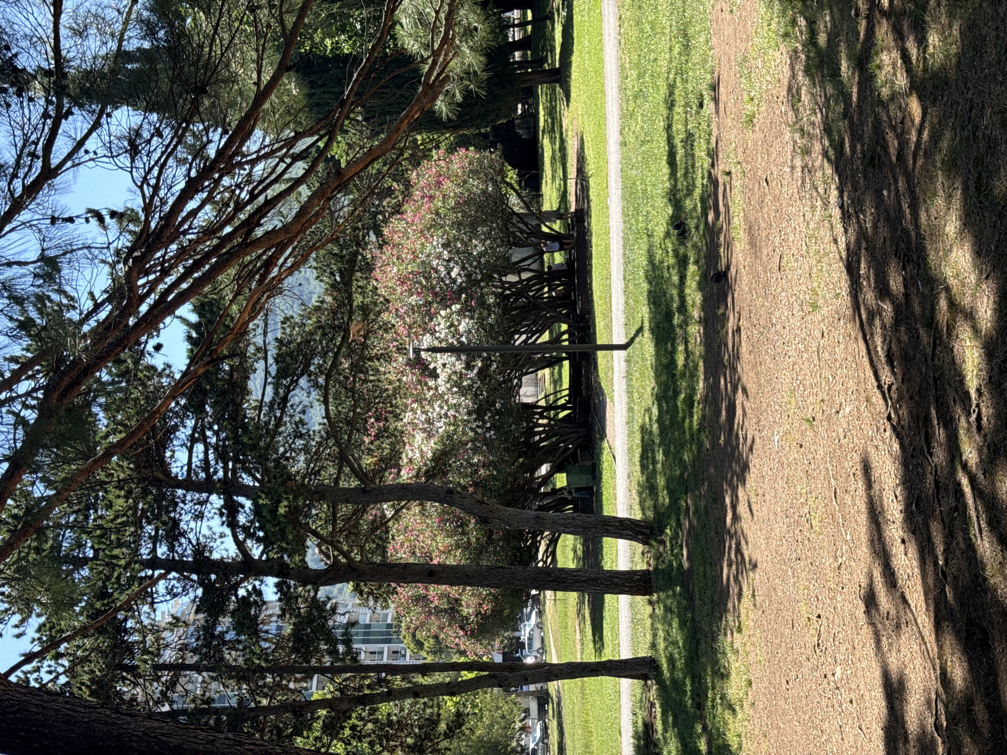 This image depicts a park setting in Budva, Montenegro. In the foreground, a pathway composed of light-colored gravel is visible, with shadows from trees dappling the surface. Beyond the pathway, a well-maintained grassy area stretches out, with a few small birds scattered across it. Further back, several trees with lush green foliage create a natural canopy. In the middle ground, a cluster of flowering bushes with both pink and white blossoms adds a vibrant splash of color. These bushes are surrounded by a dense collection of tree trunks, suggesting a cultivated garden area. A single lamppost stands near the flowering bushes. In the background, cars are parked alongside a road, and a modern building with multiple stories and glass windows is partially visible amongst the trees. The overall scene suggests a pleasant, sunny day in a public park.